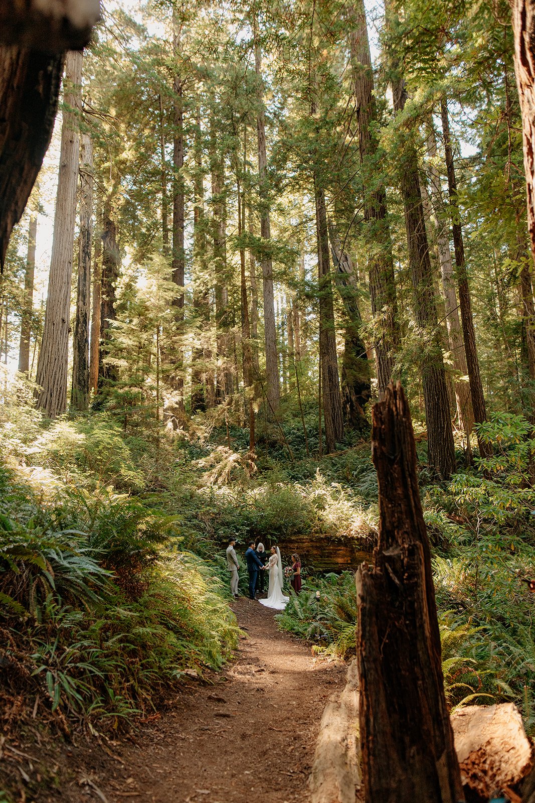 California Redwoods Elopement