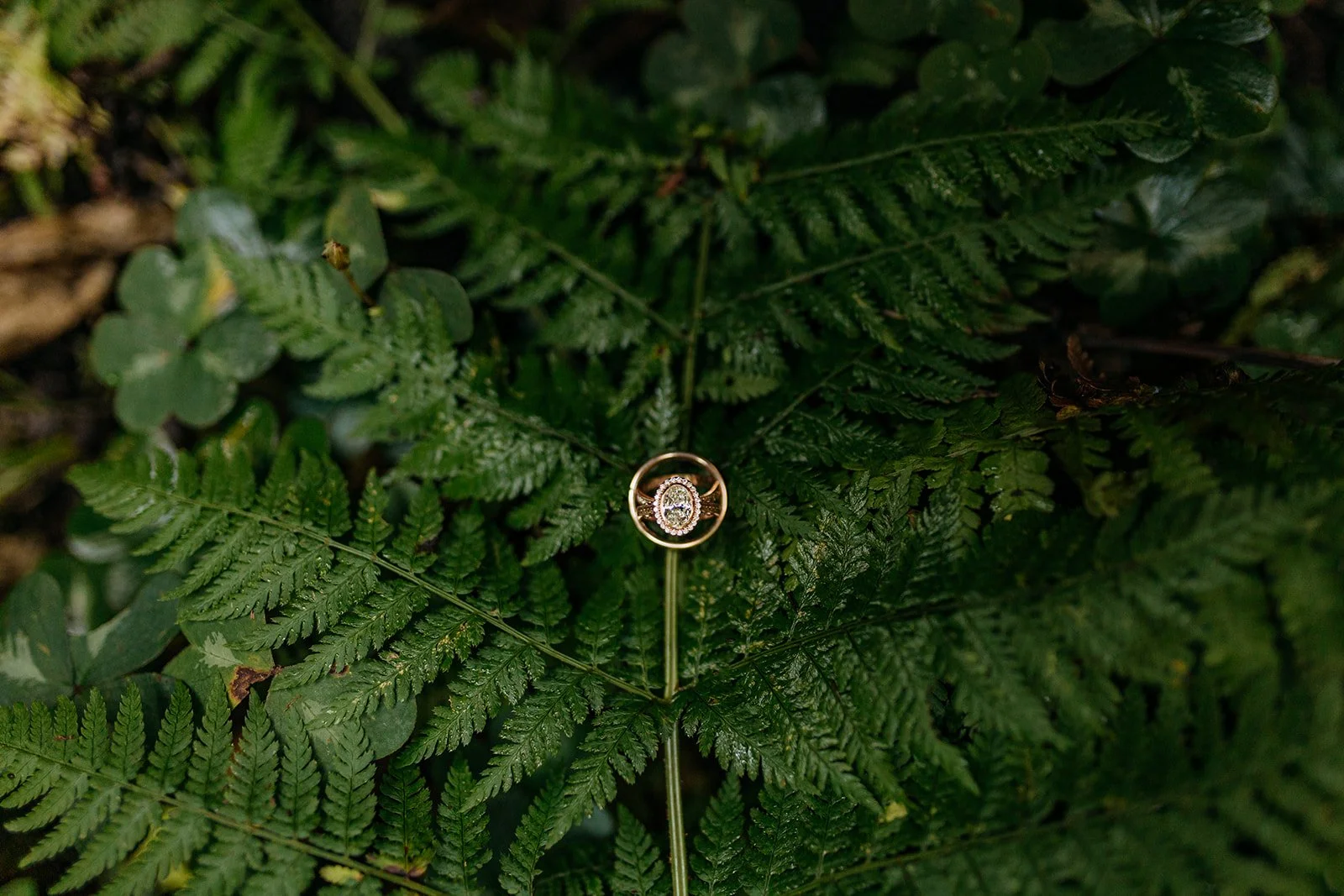 Redwoods National Park Elopement