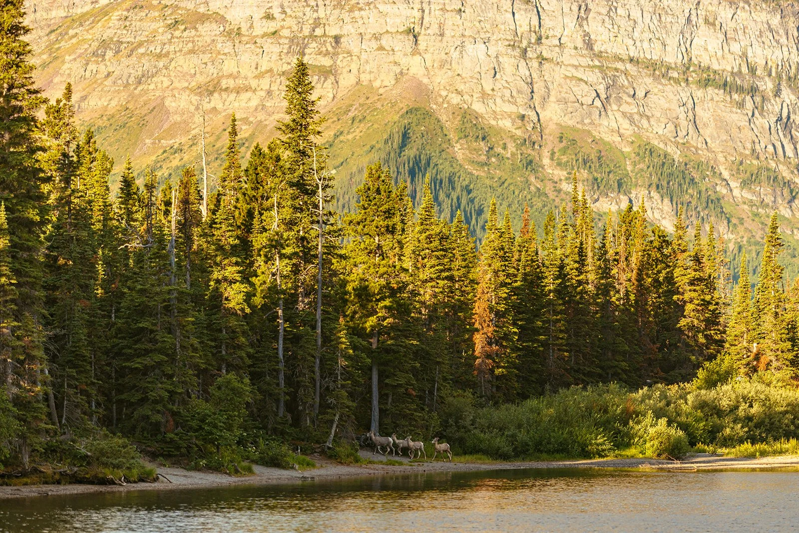 Glacier National Park Wedding