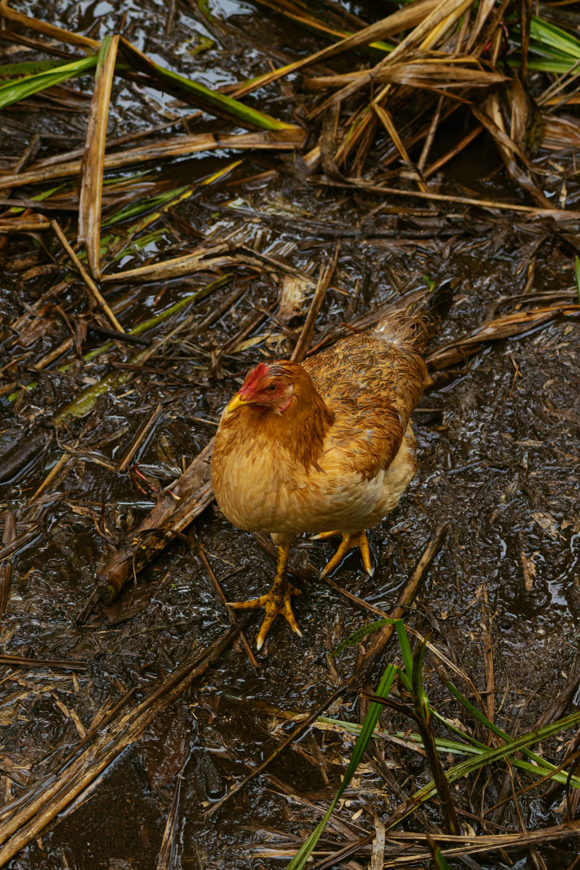 Peru Amazon Rainforest