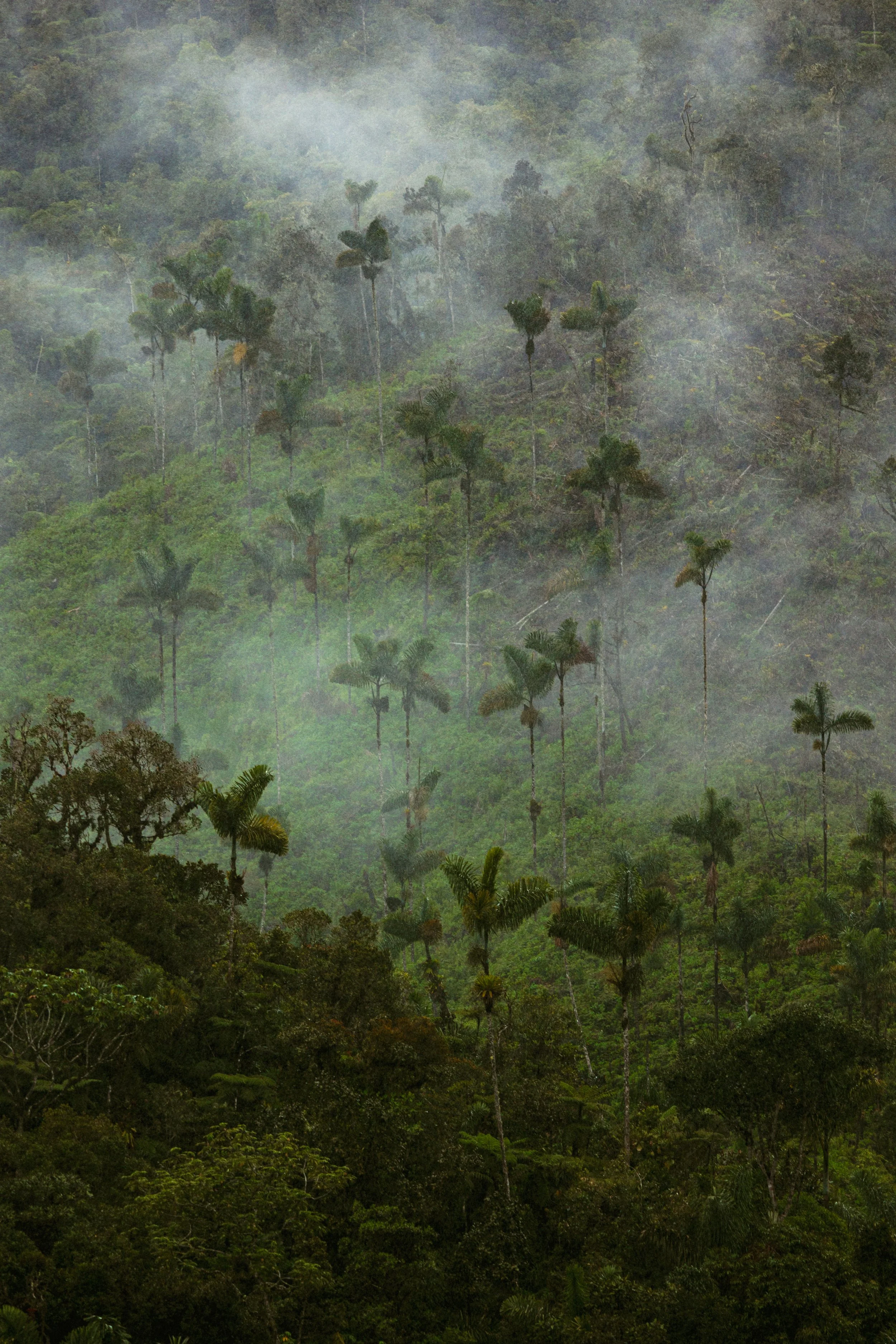 Peru Amazon Rainforest