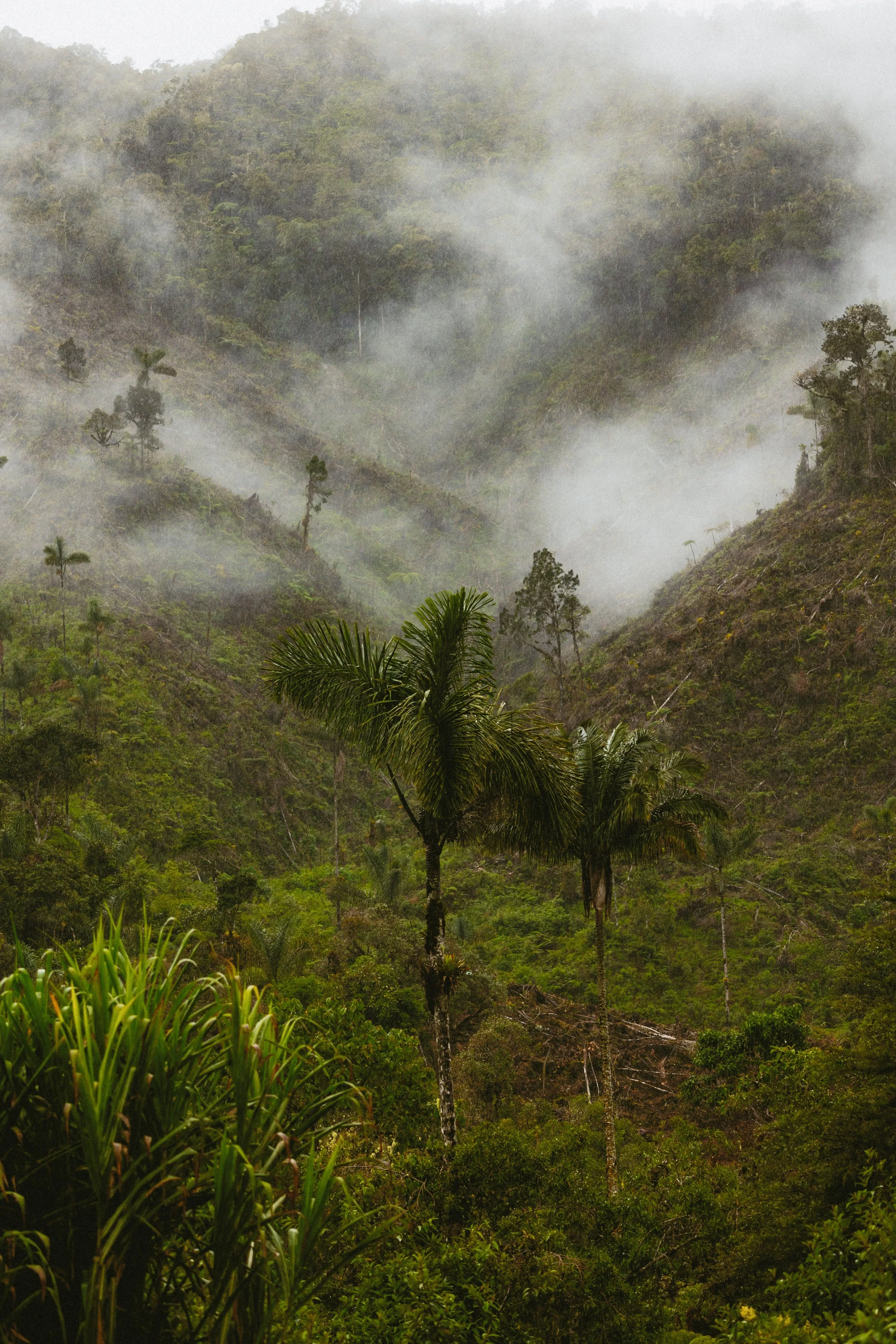 Peru Amazon Rainforest