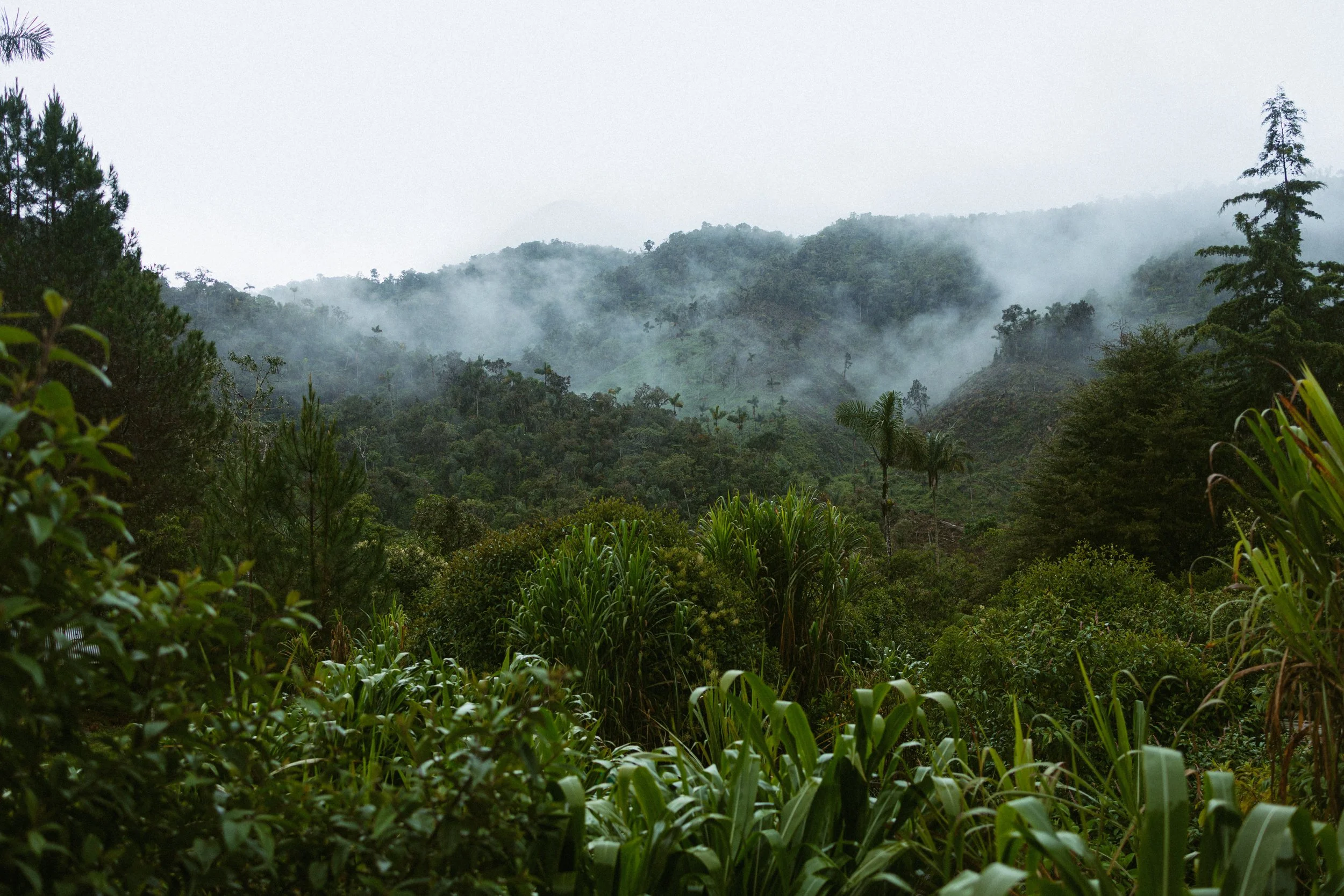 Peru Amazon Rainforest