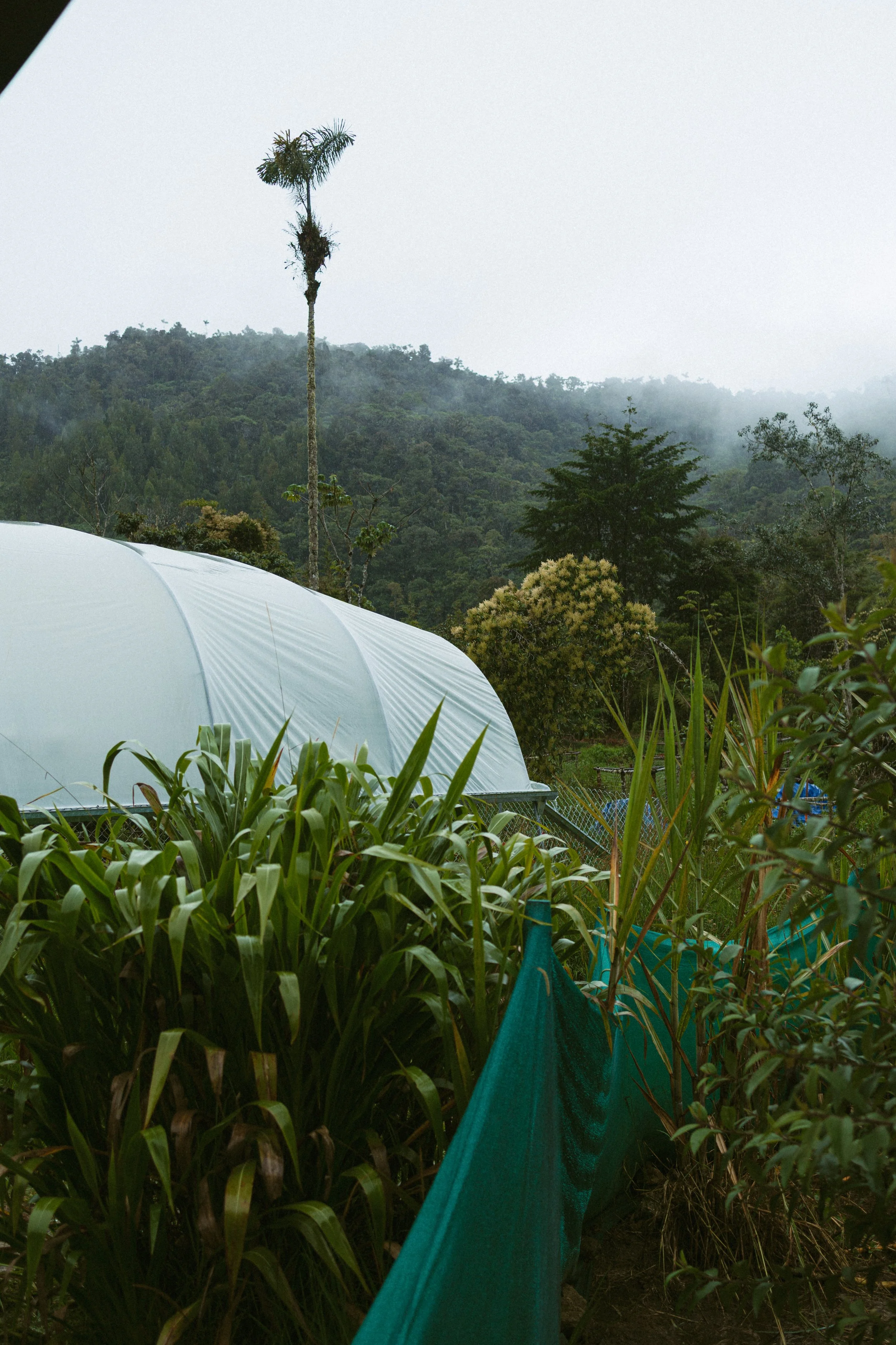 Peru Amazon Rainforest