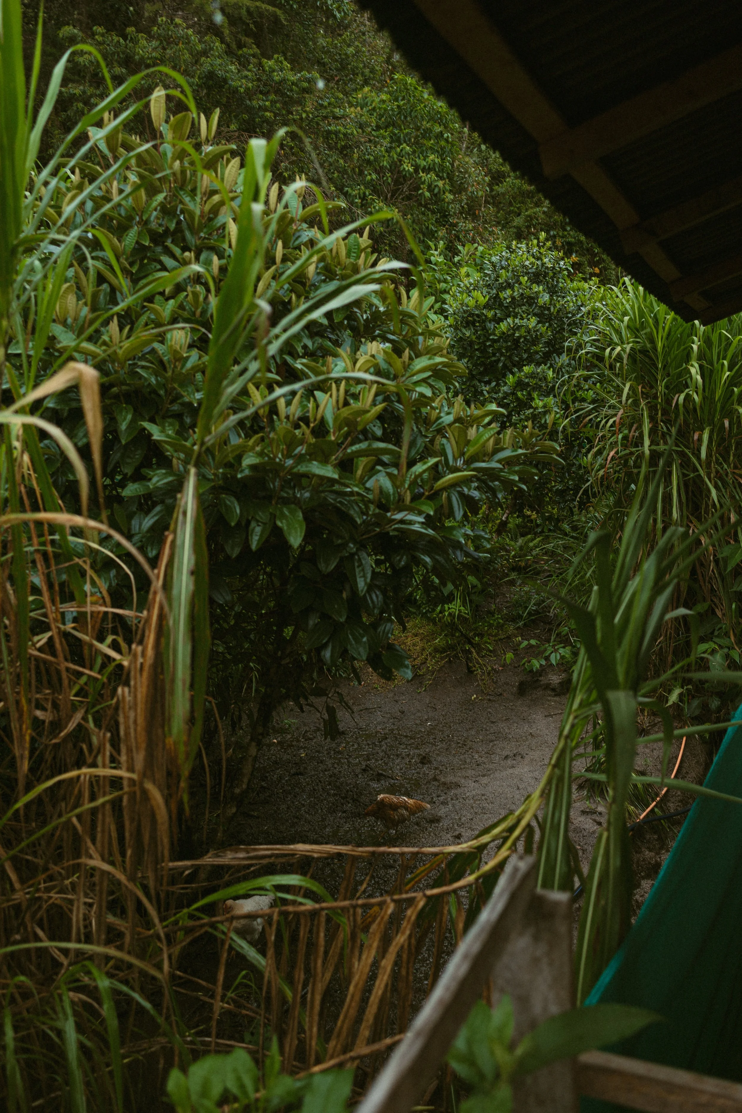 Peru Amazon Rainforest