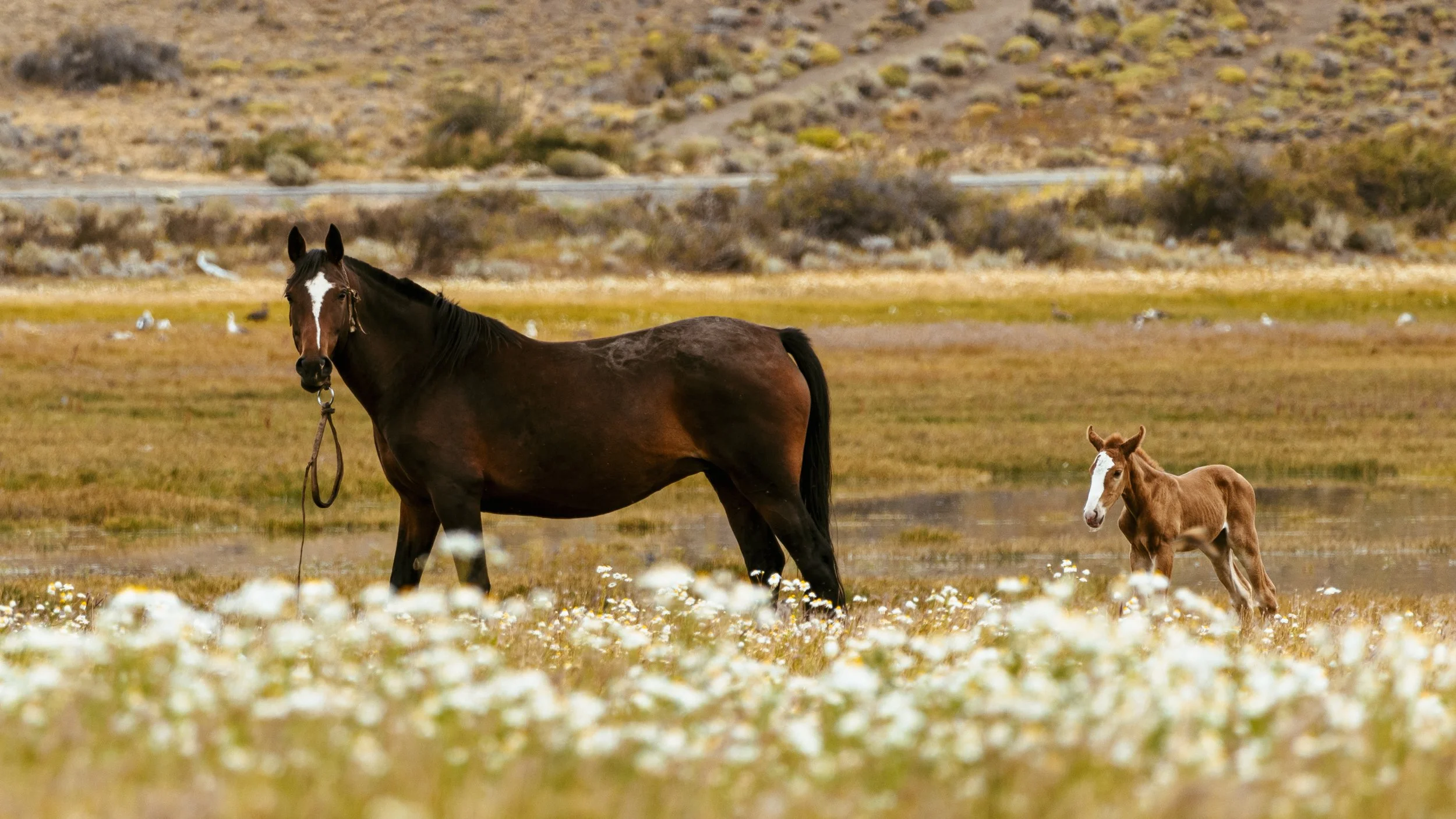 Perito Moreno, Argentina