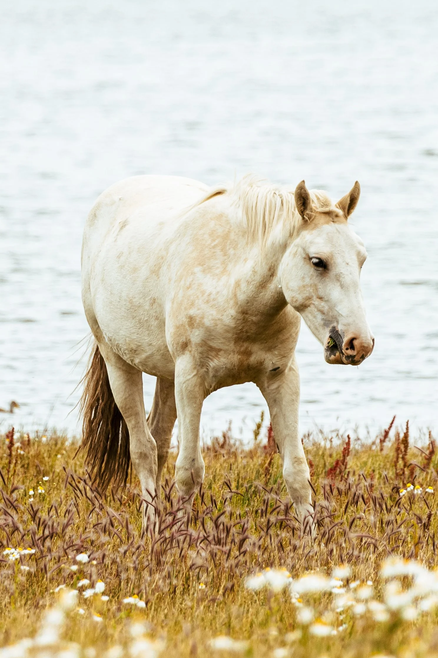 Perito Moreno, Argentina