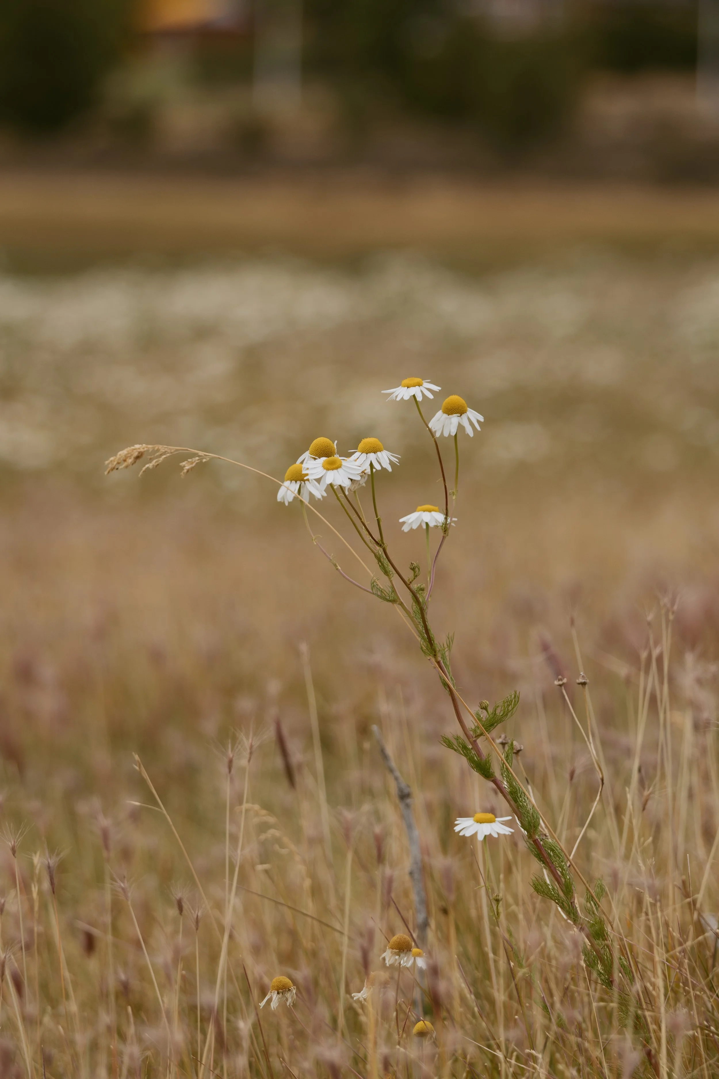 Perito Moreno, Argentina