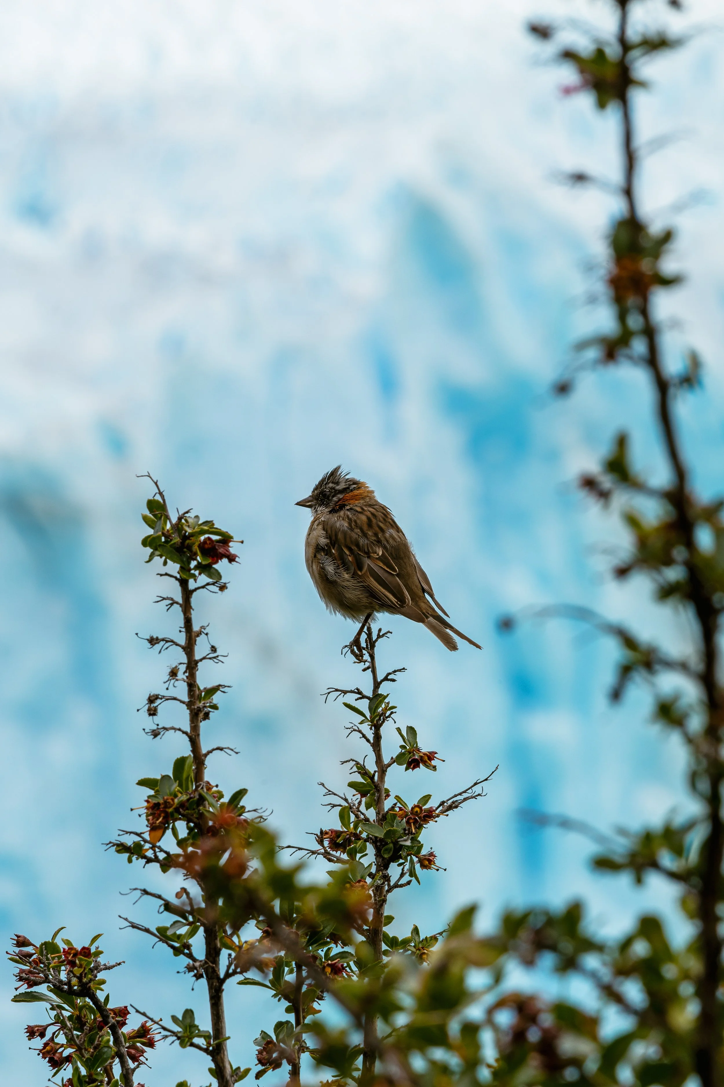 Perito Moreno, Argentina