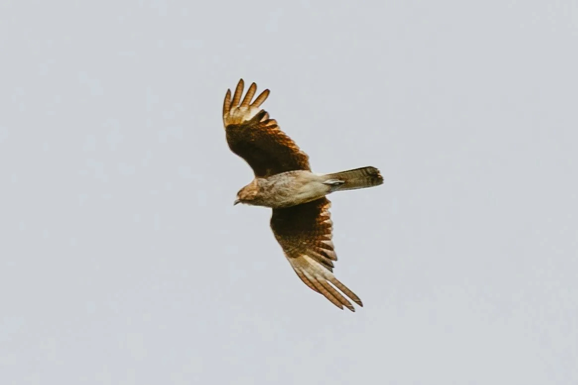 Perito Moreno, Argentina