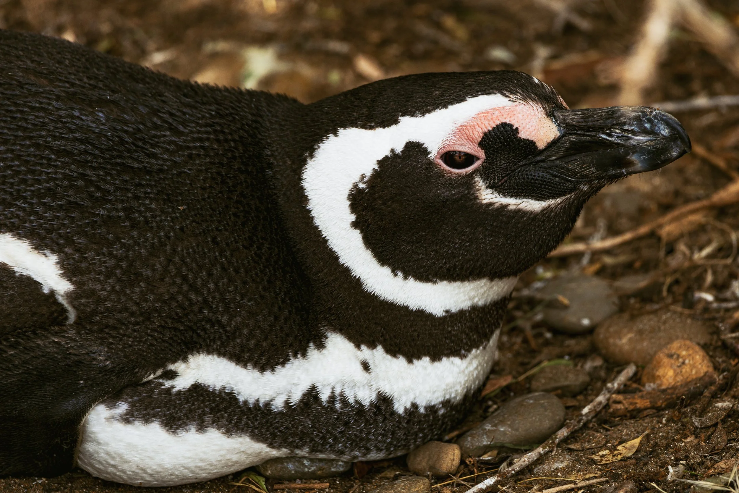 Patagonia, Argentina