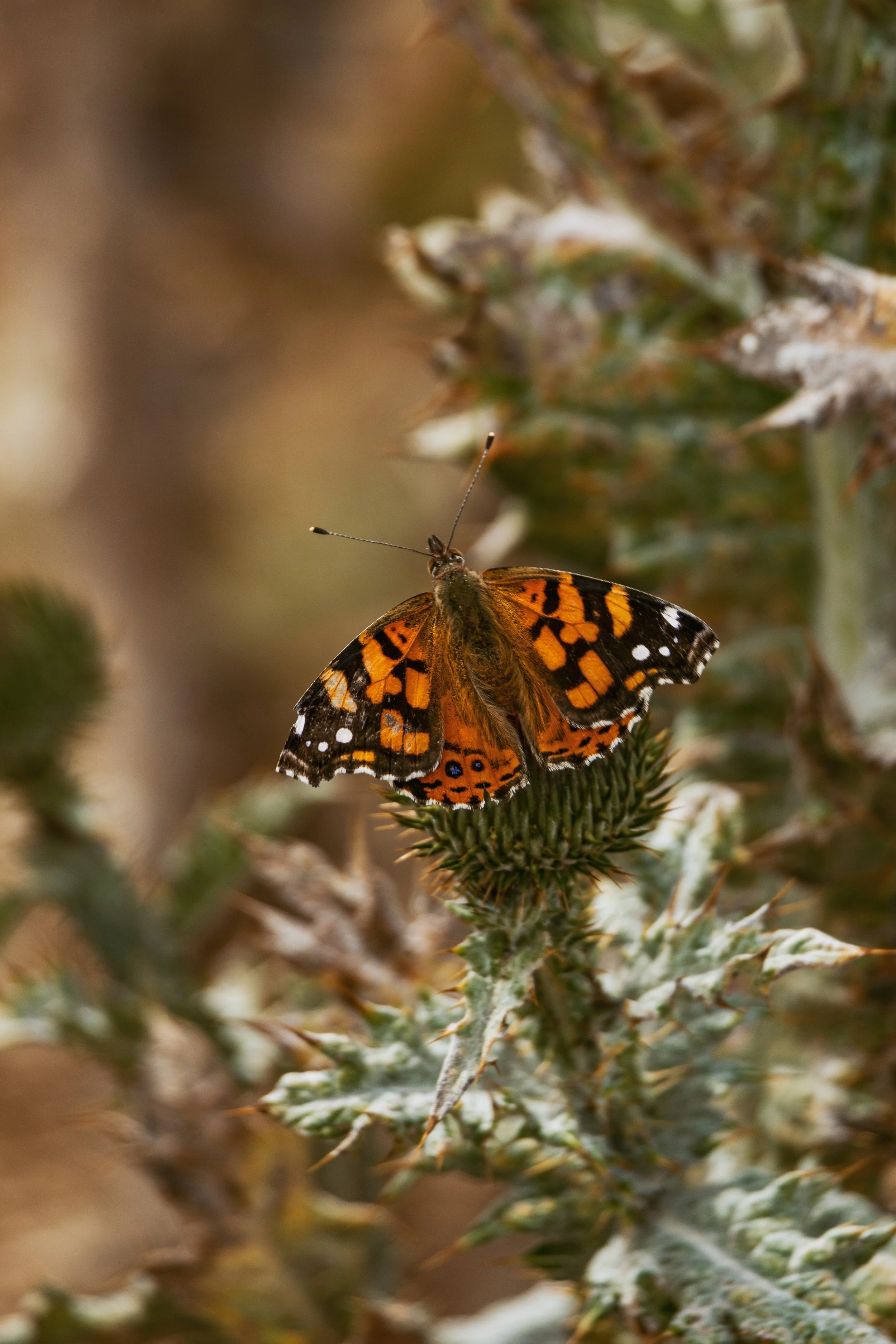 Patagonia, Argentina