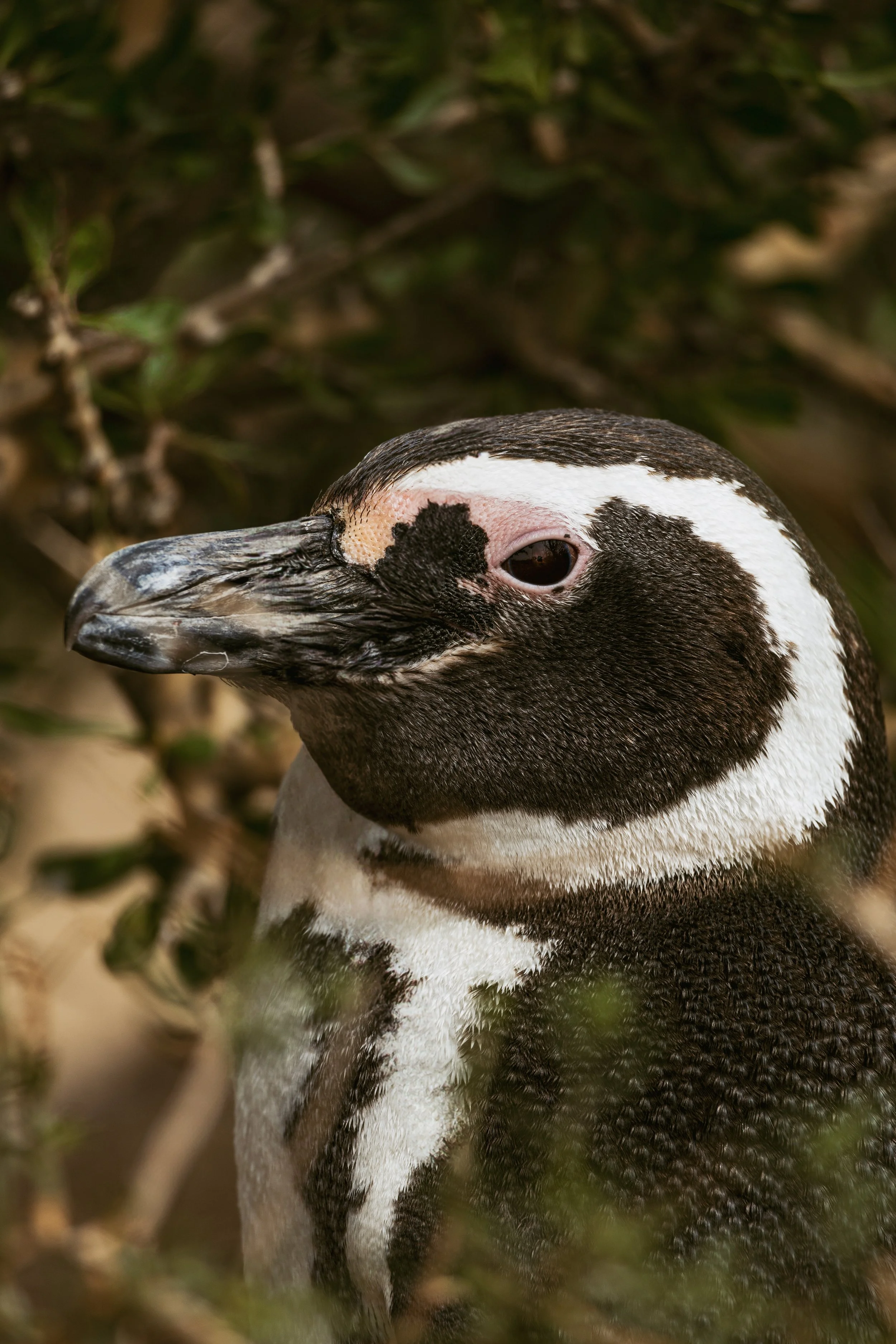 Patagonia, Argentina