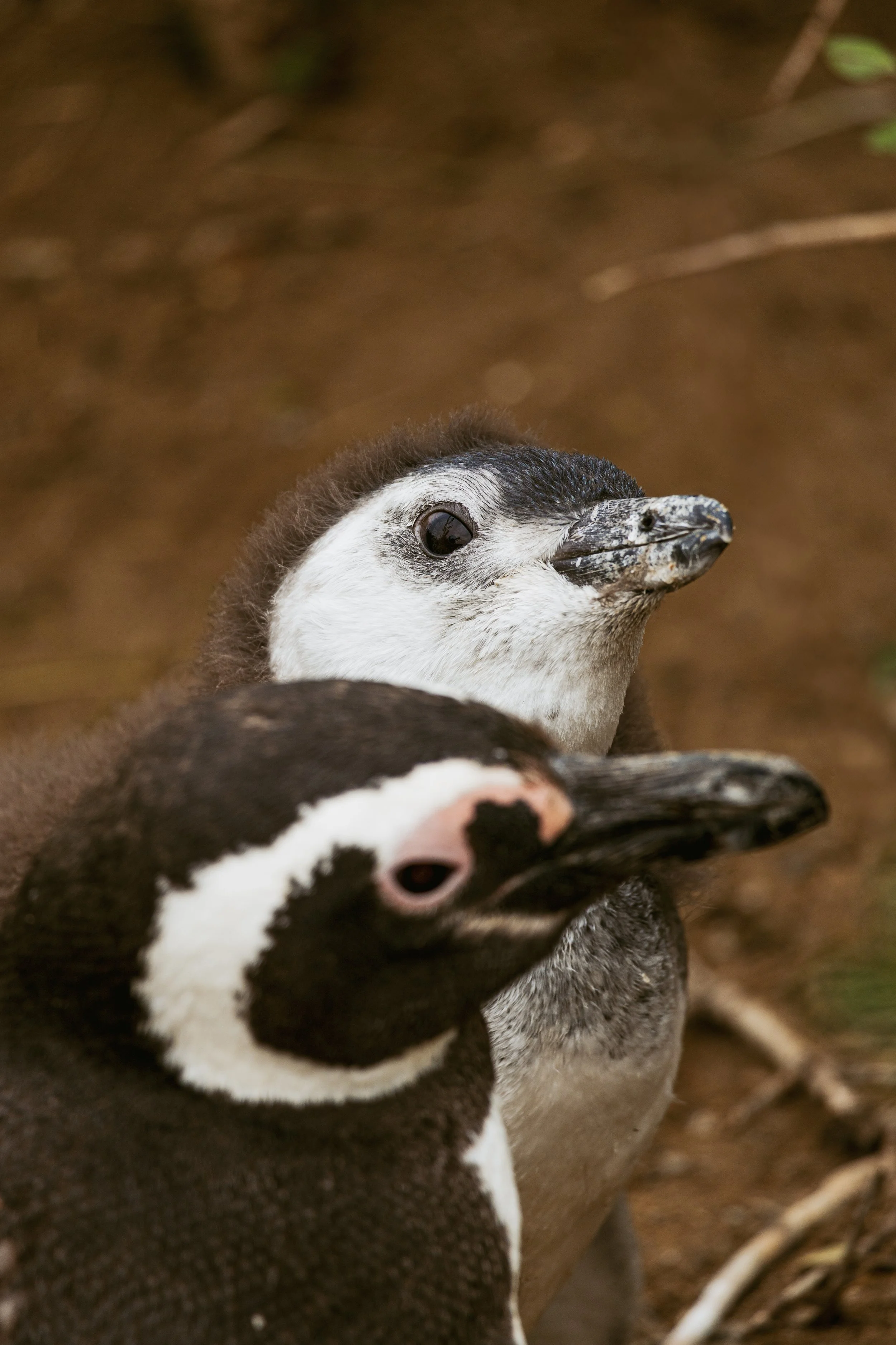Patagonia, Argentina
