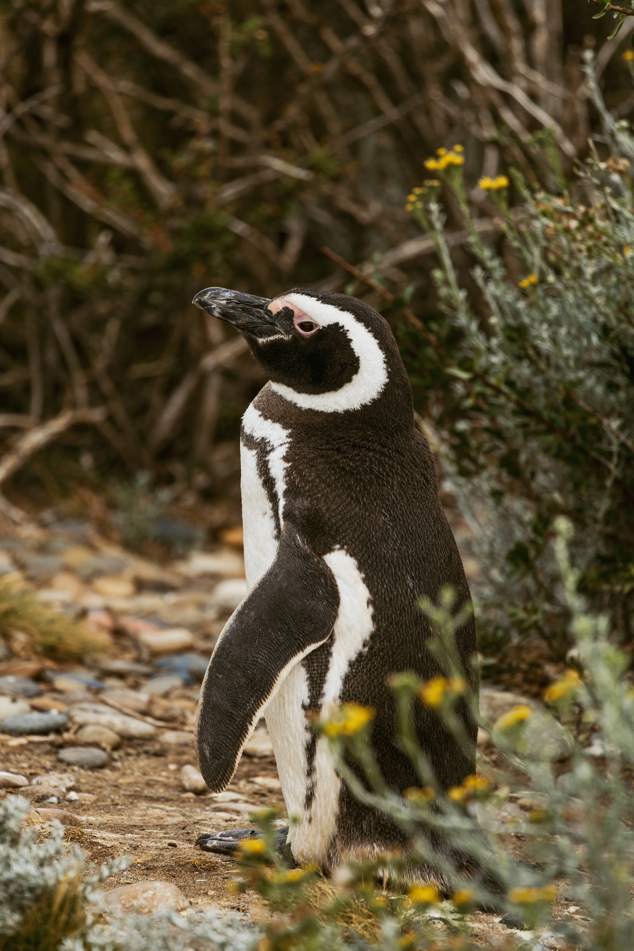 Patagonia, Argentina