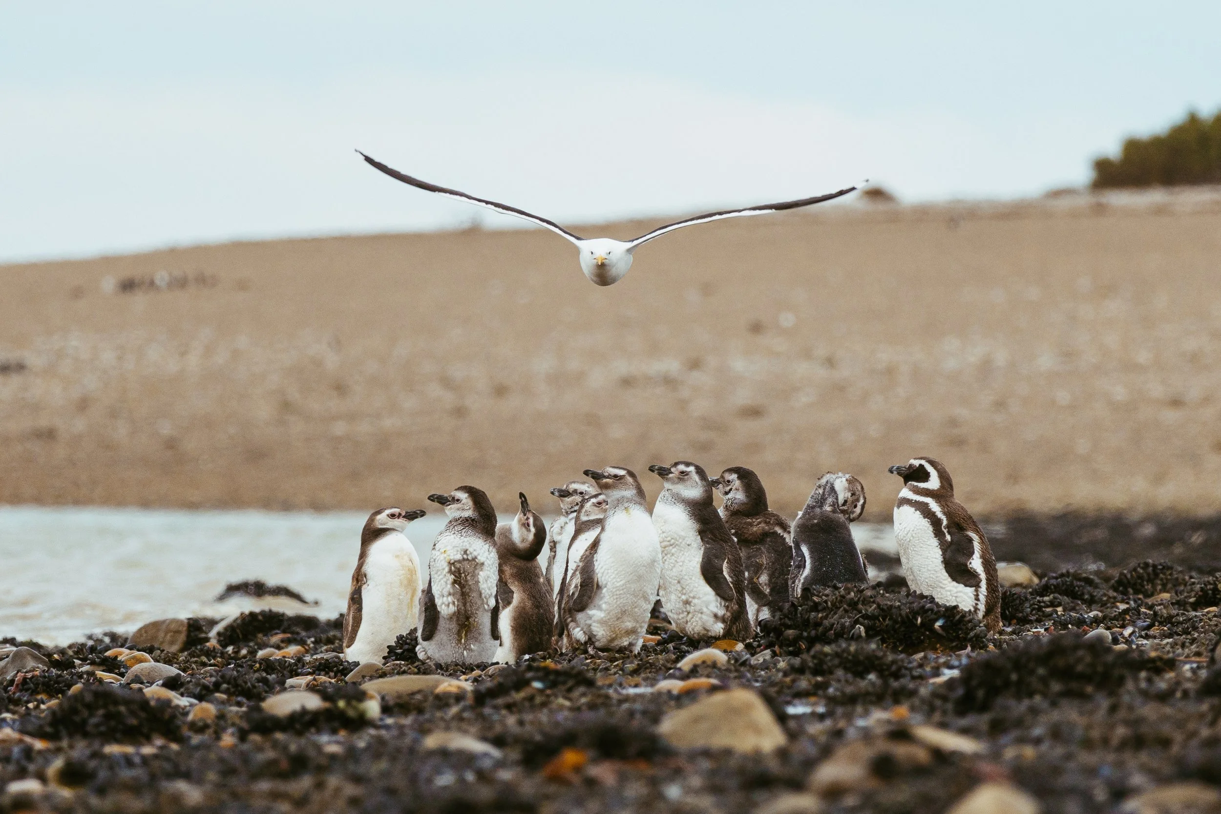 Patagonia, Argentina