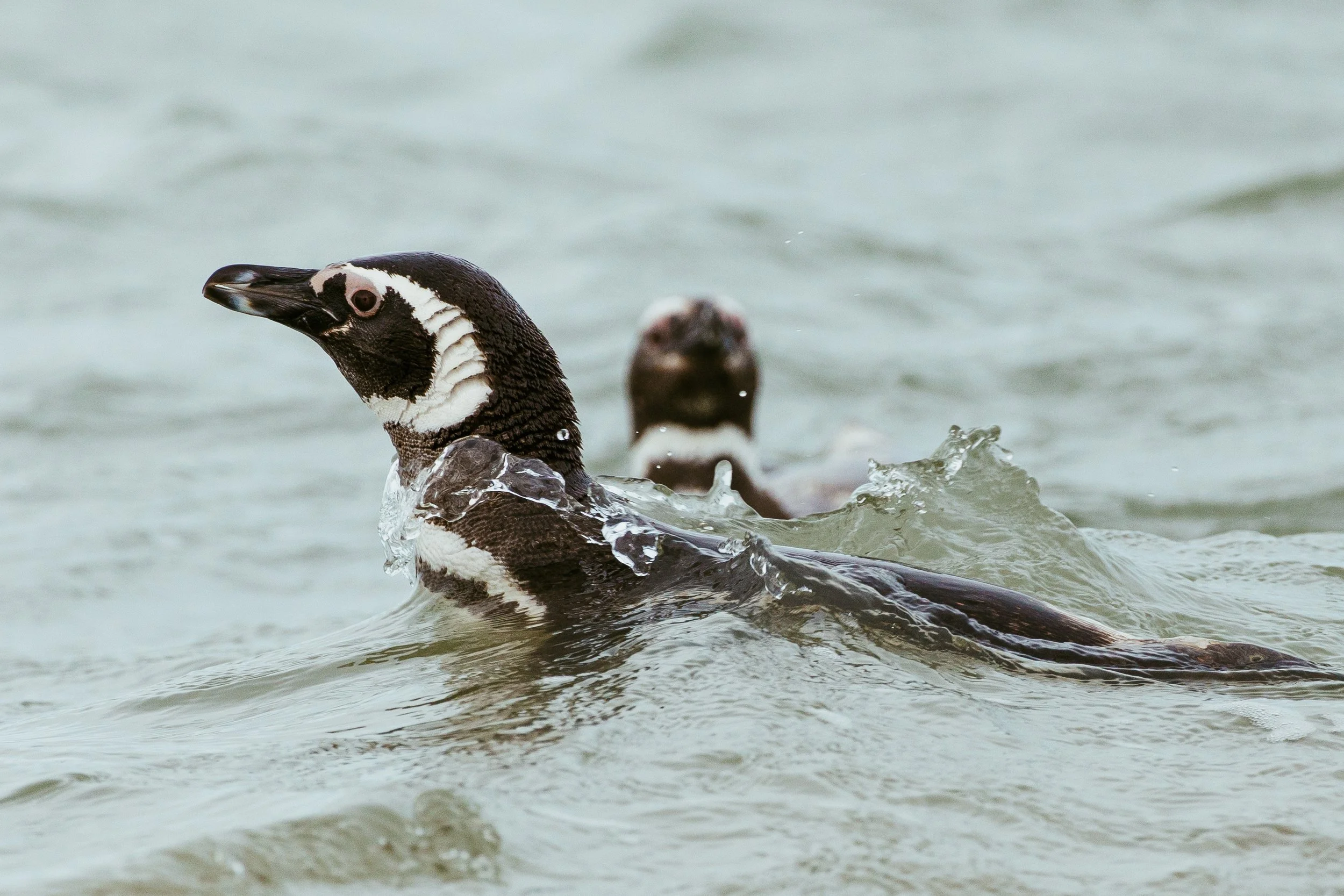 Patagonia, Argentina