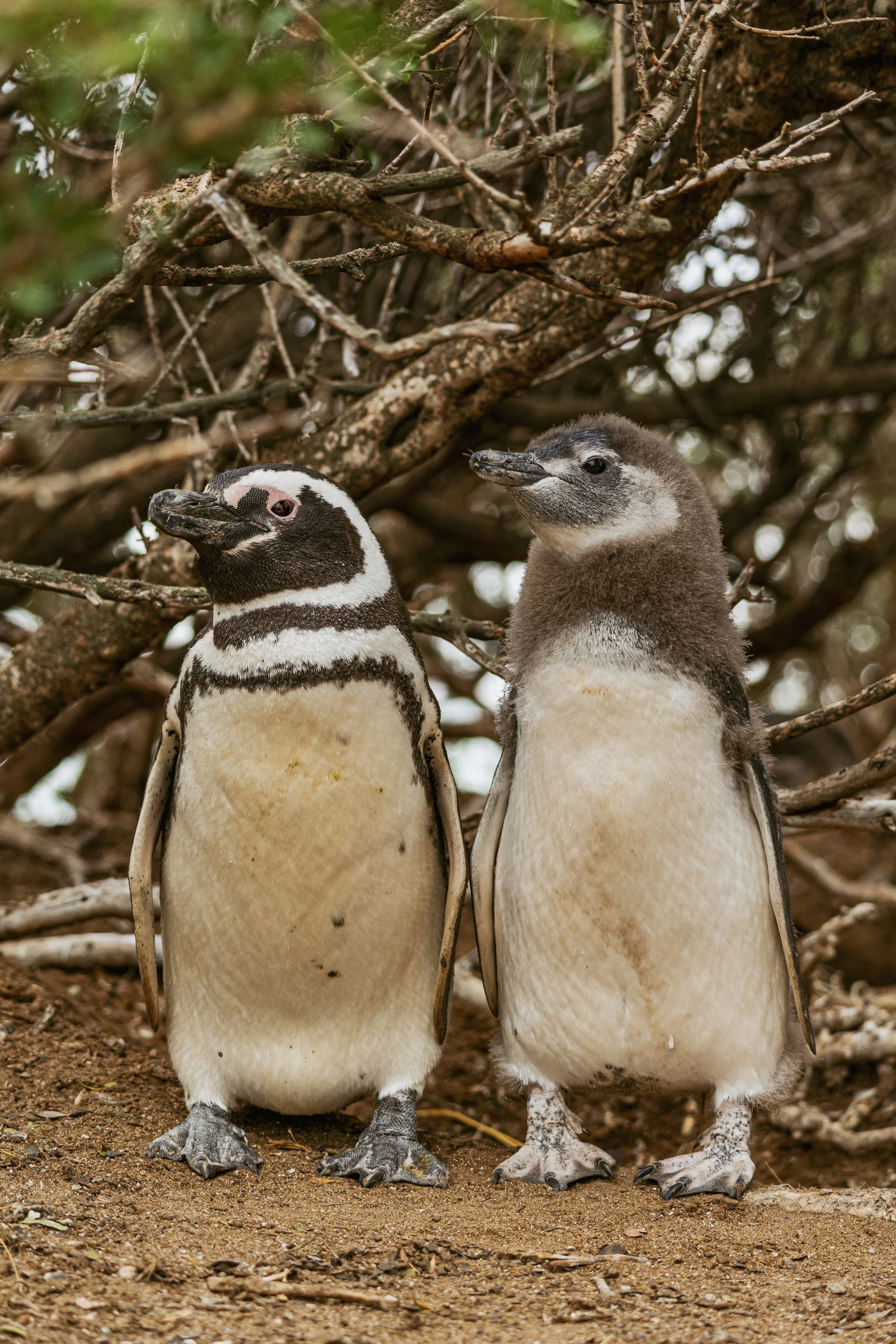 Patagonia, Argentina