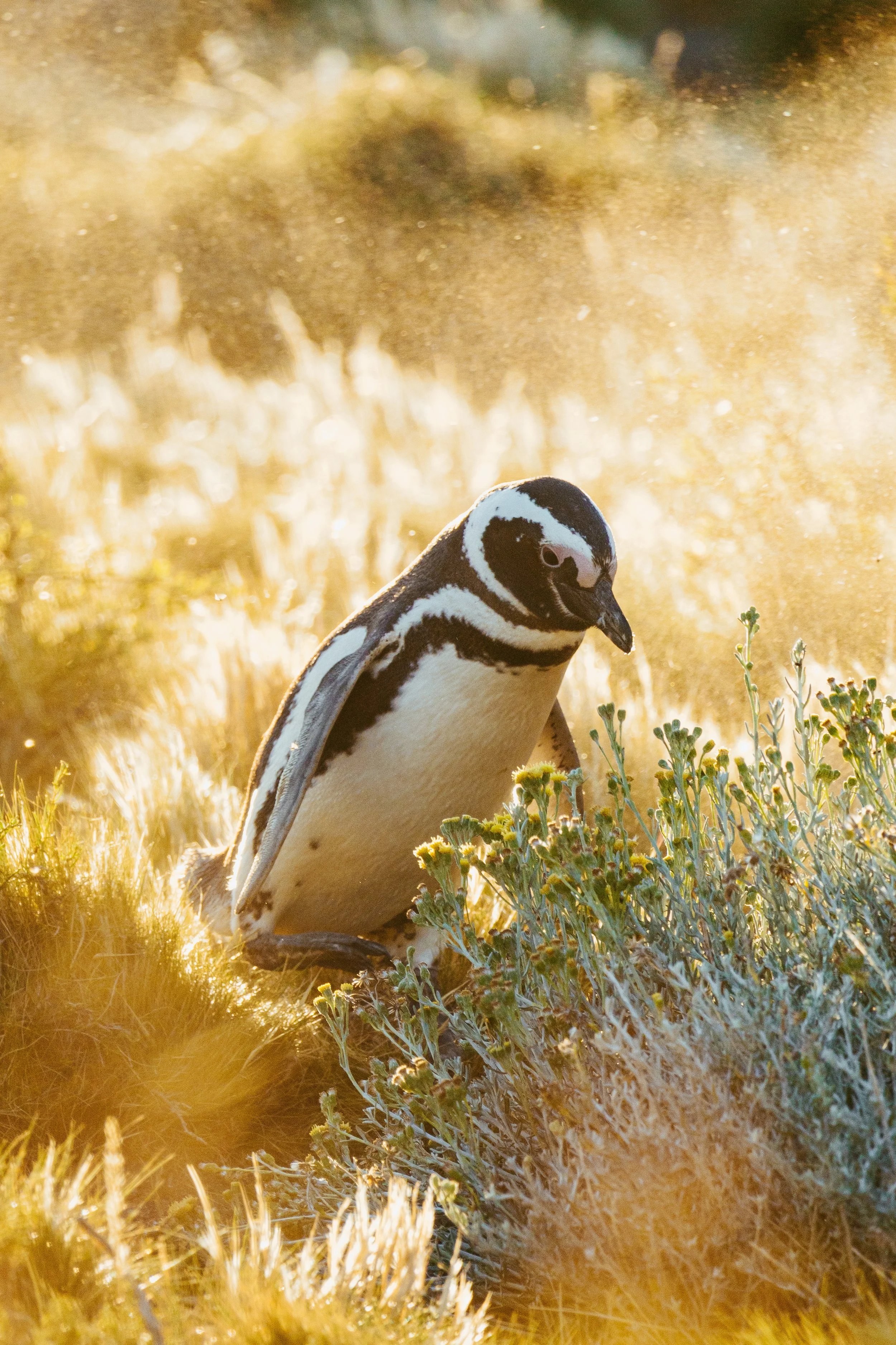 Patagonia, Argentina
