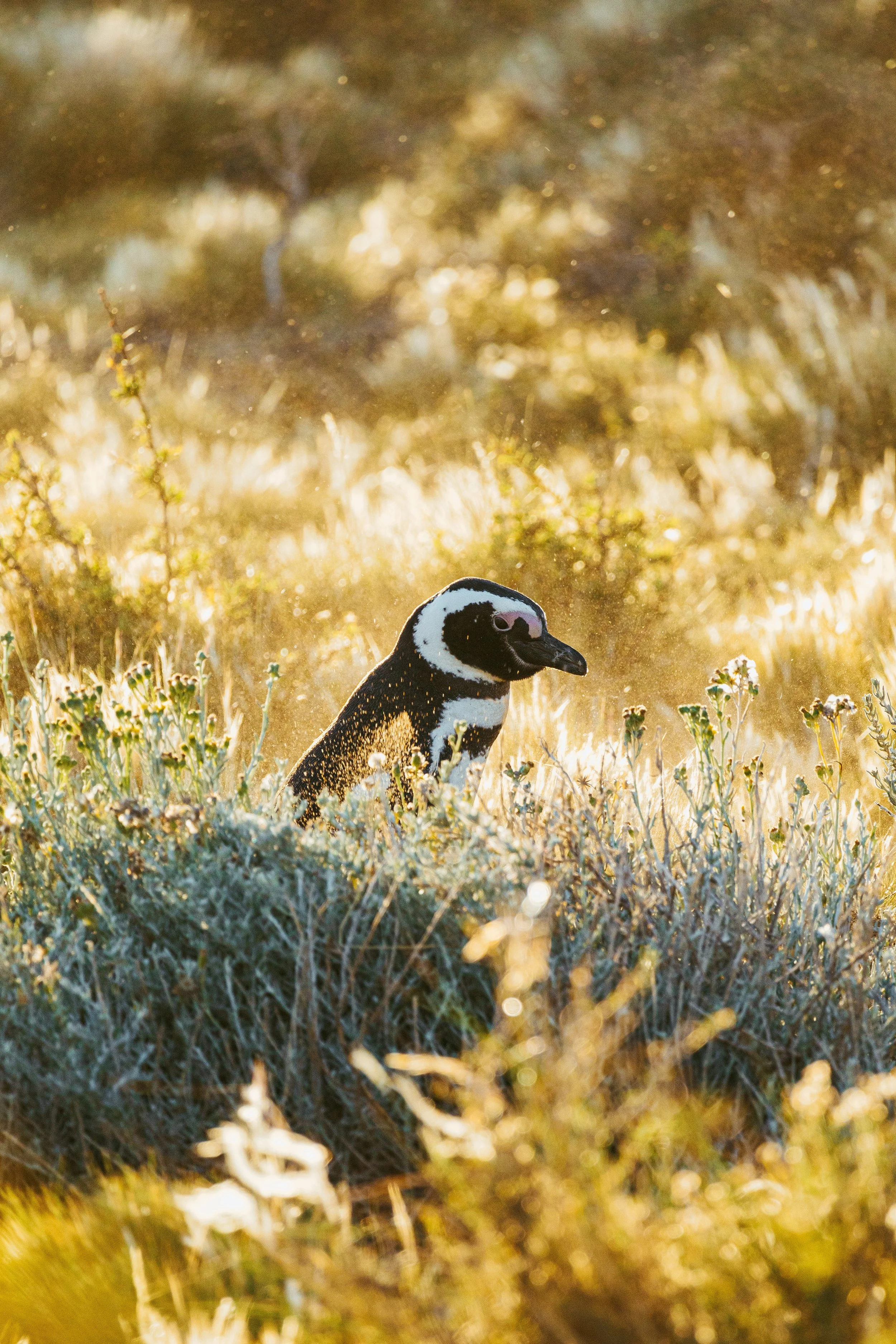 Patagonia, Argentina