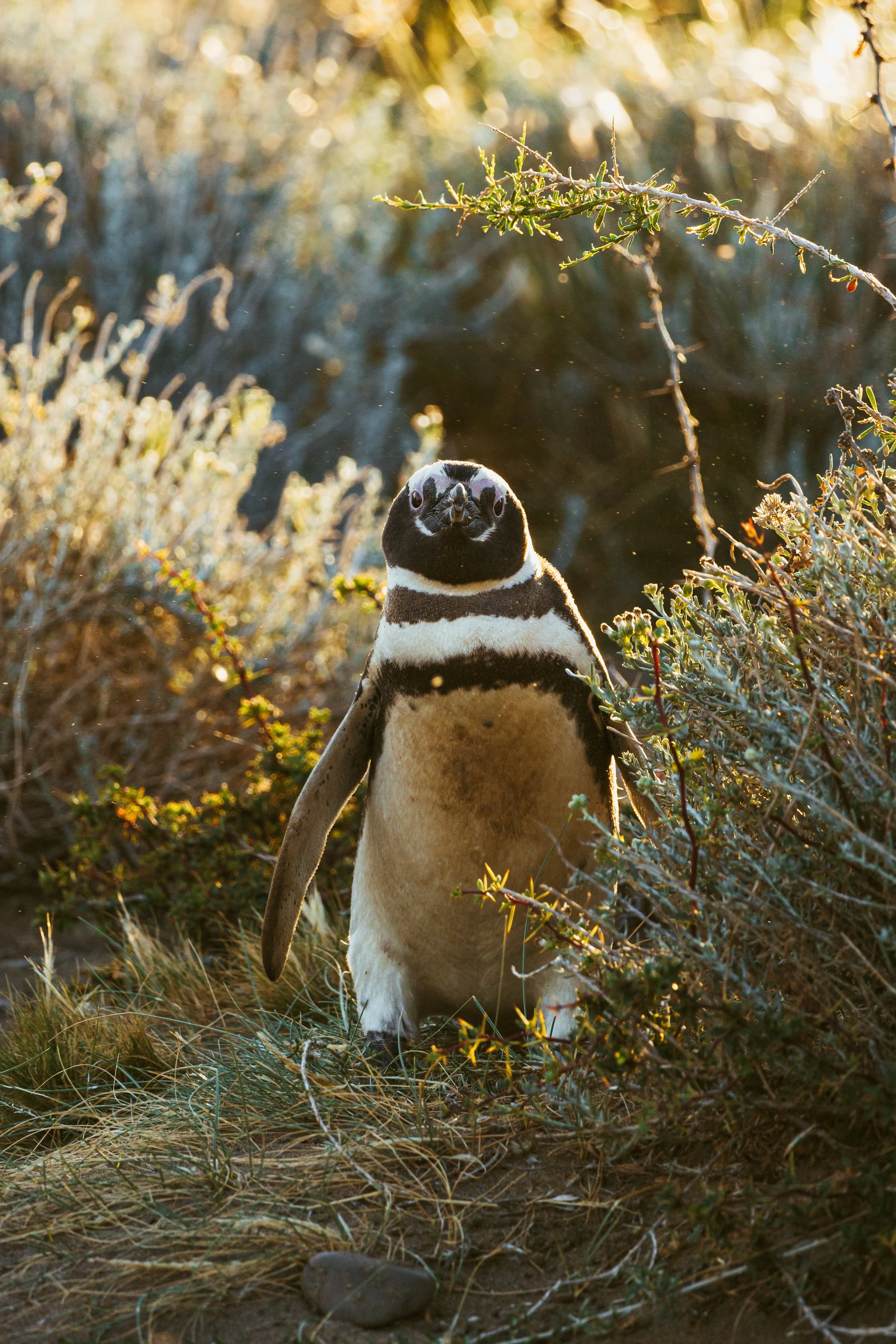 Patagonia, Argentina
