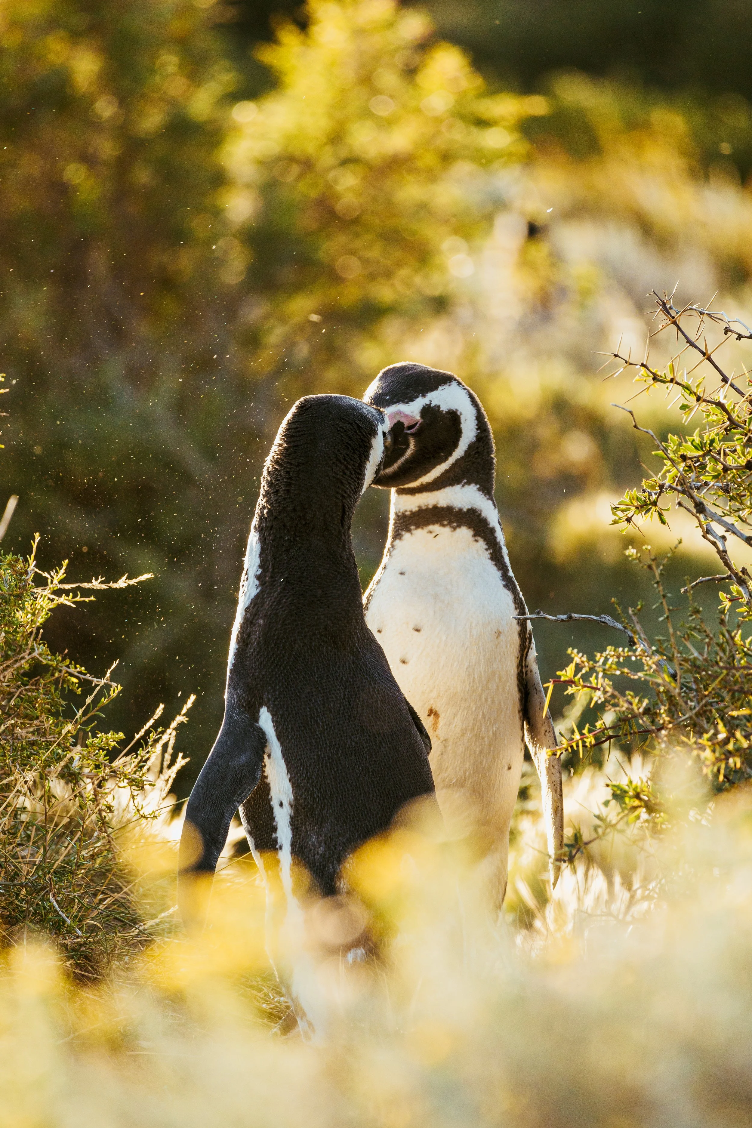 Patagonia, Argentina