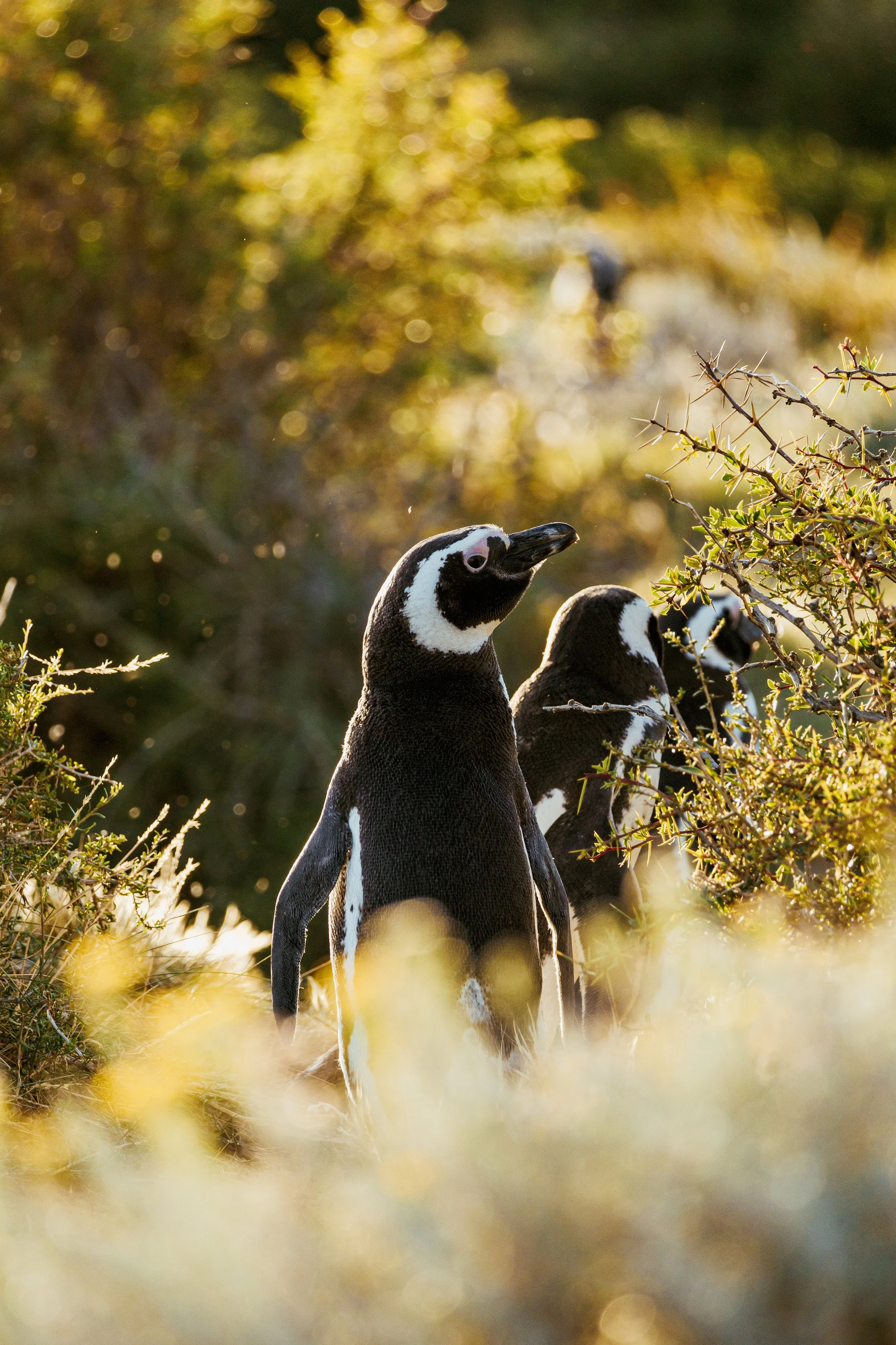 Patagonia, Argentina