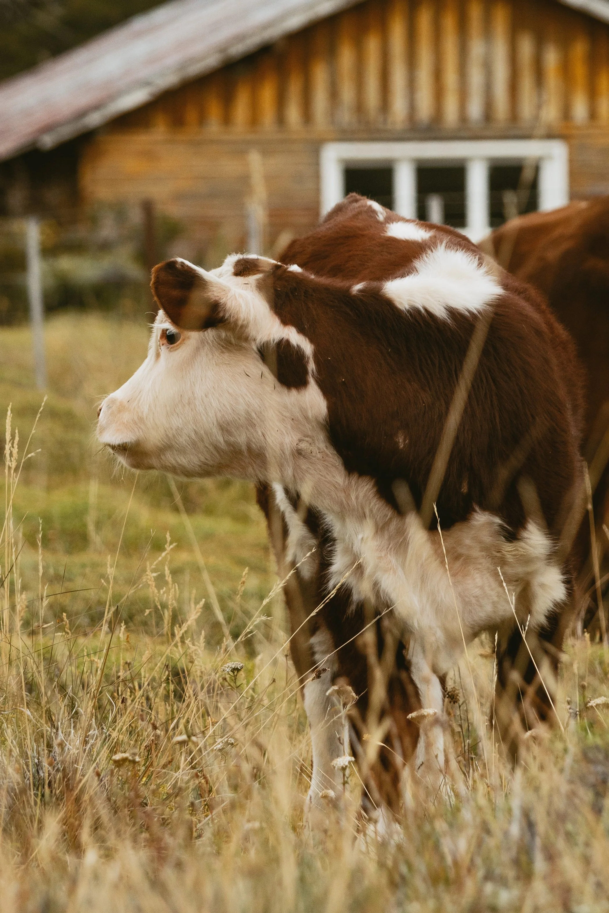 Patagonia, Argentina