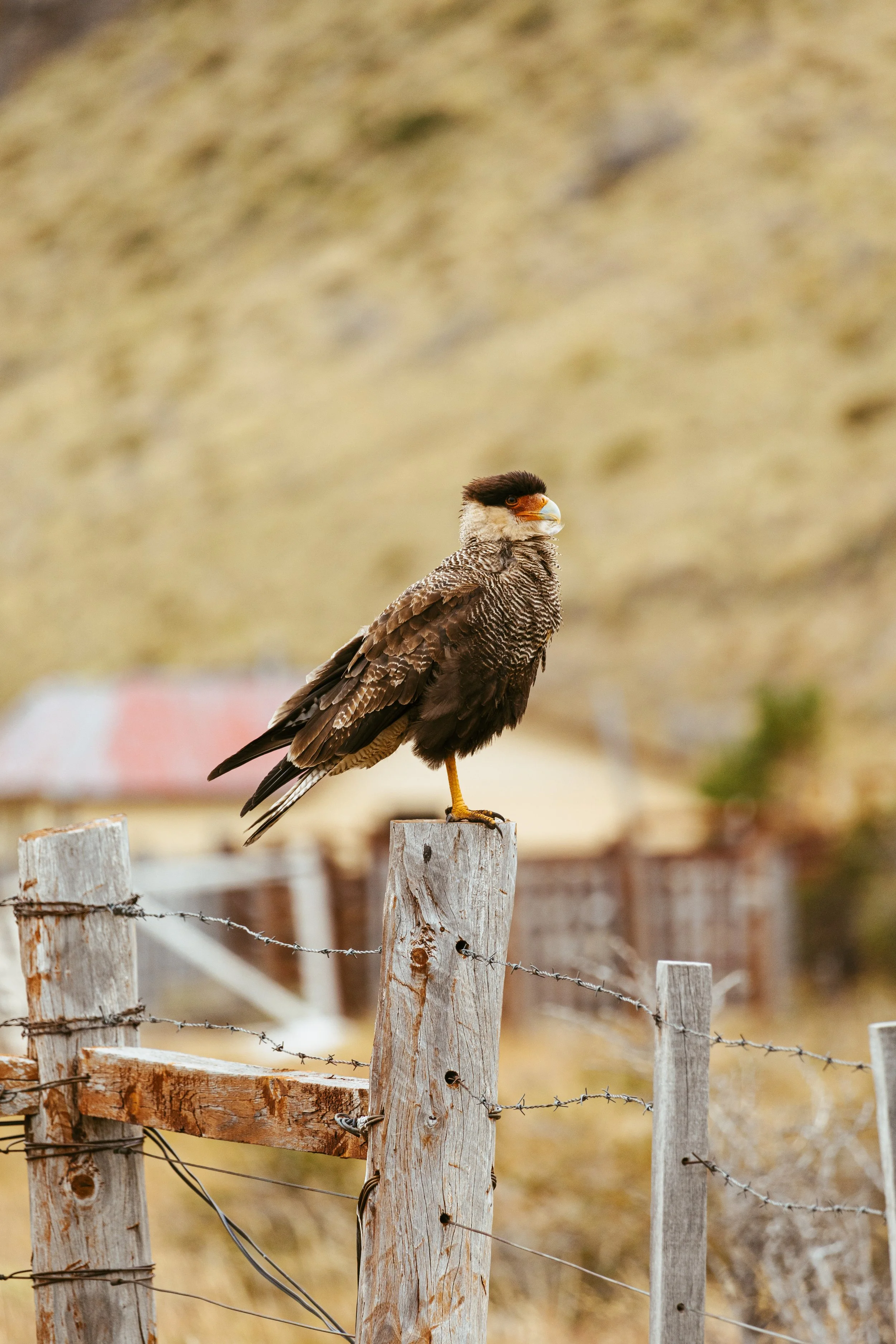 Patagonia, Argentina
