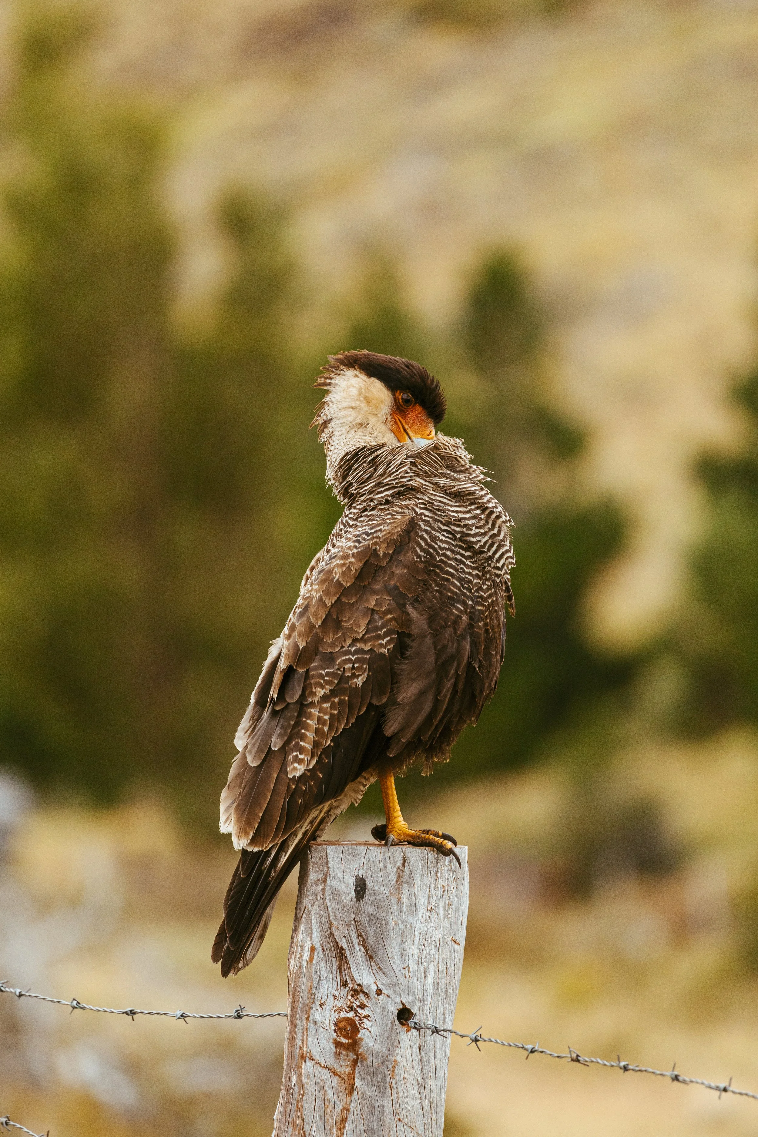 Patagonia, Argentina