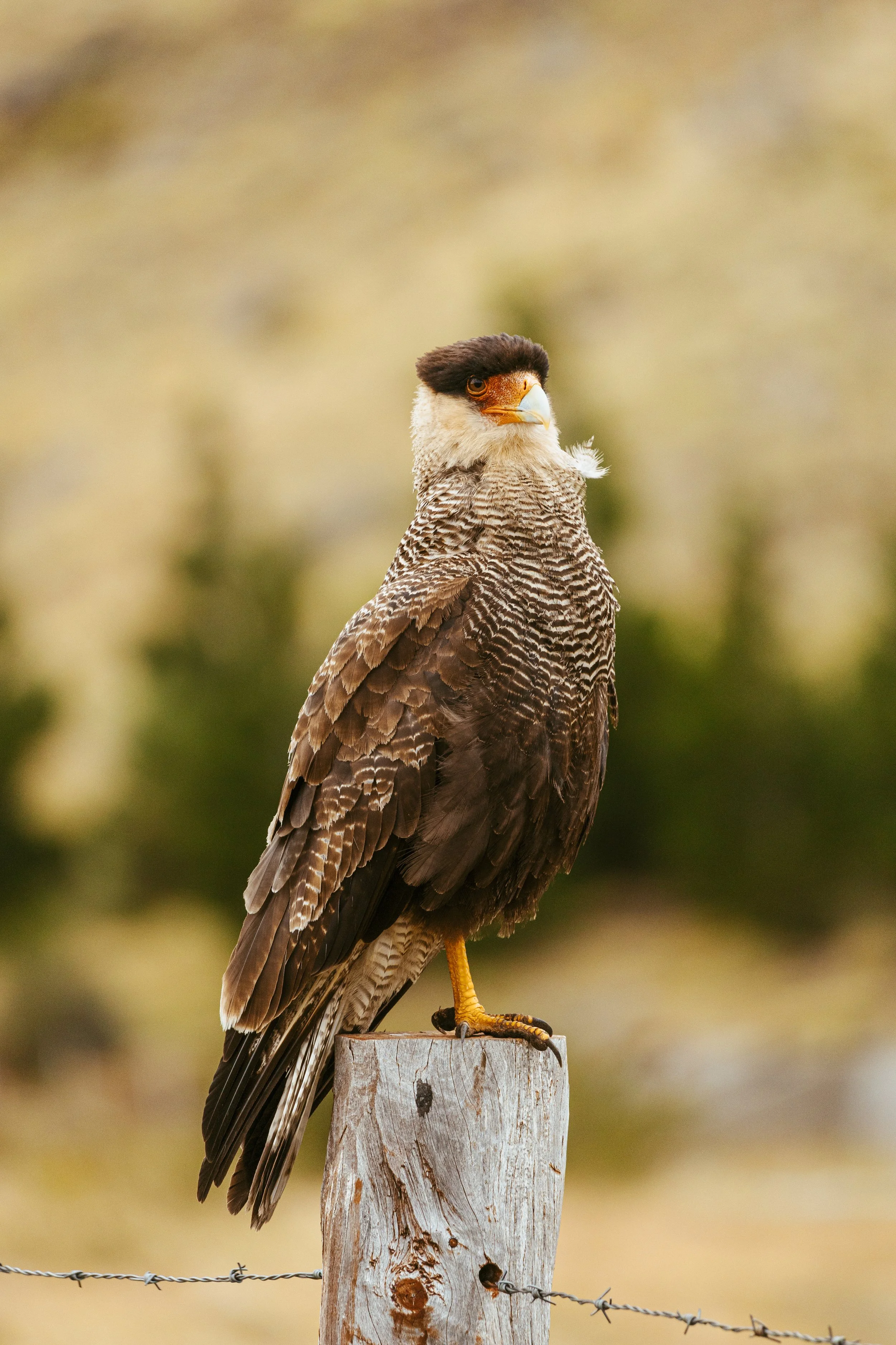 Patagonia, Argentina