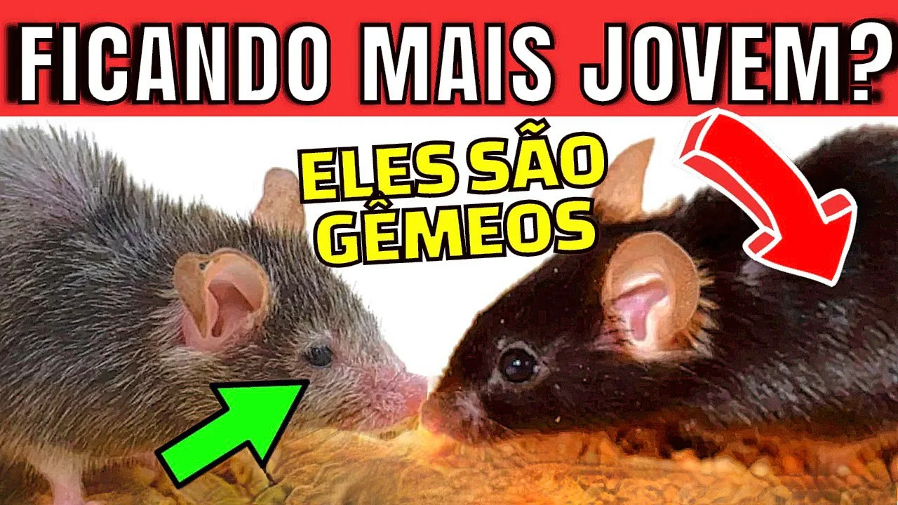 O que você pode mudar na sua DIETA para NÃO ENVELHECER? Professor de Harvard revela seus SEGREDOS!