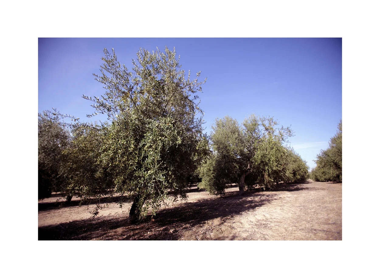 Organic Olive Trees