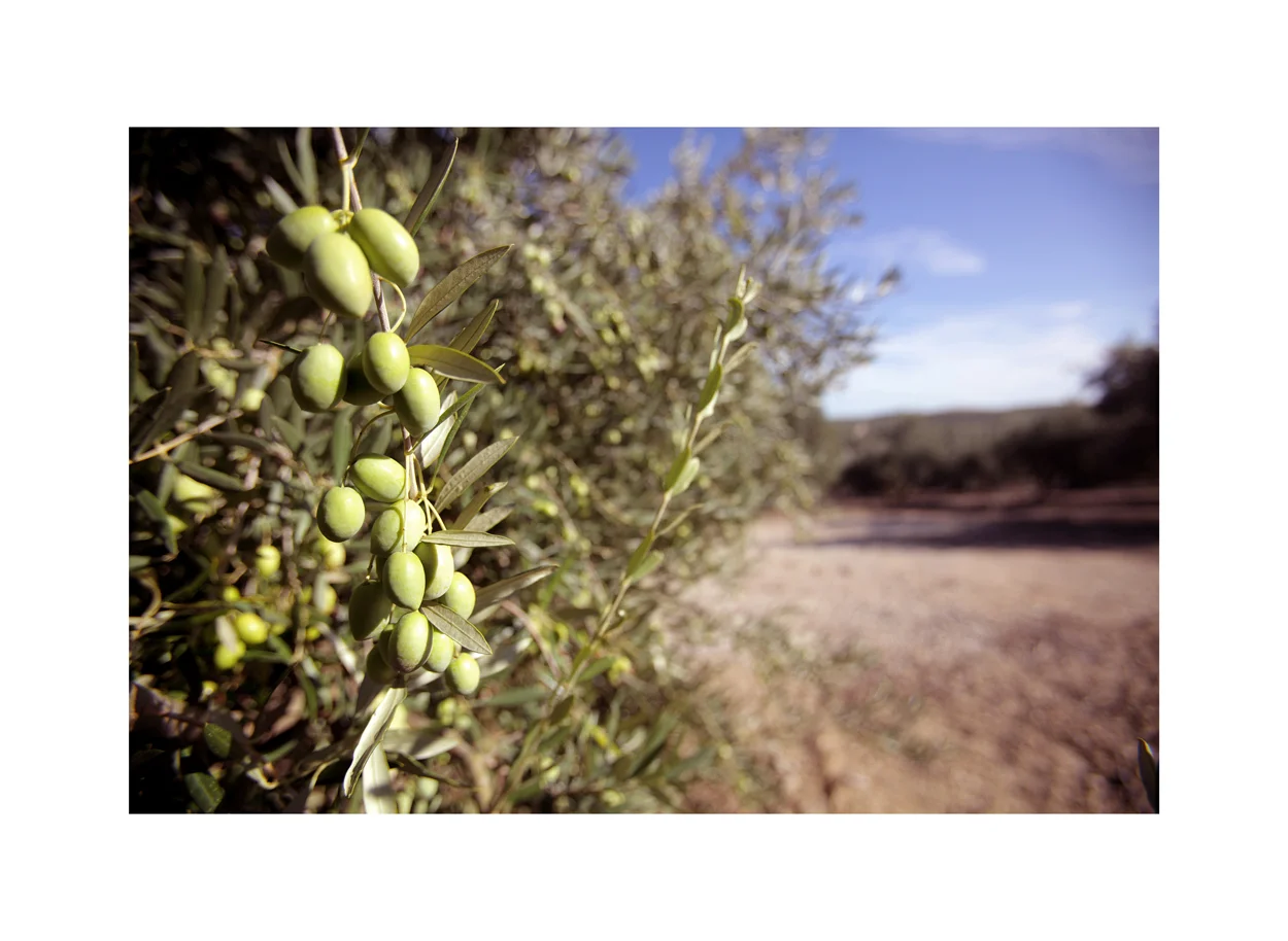 Healthy Olive Oil 