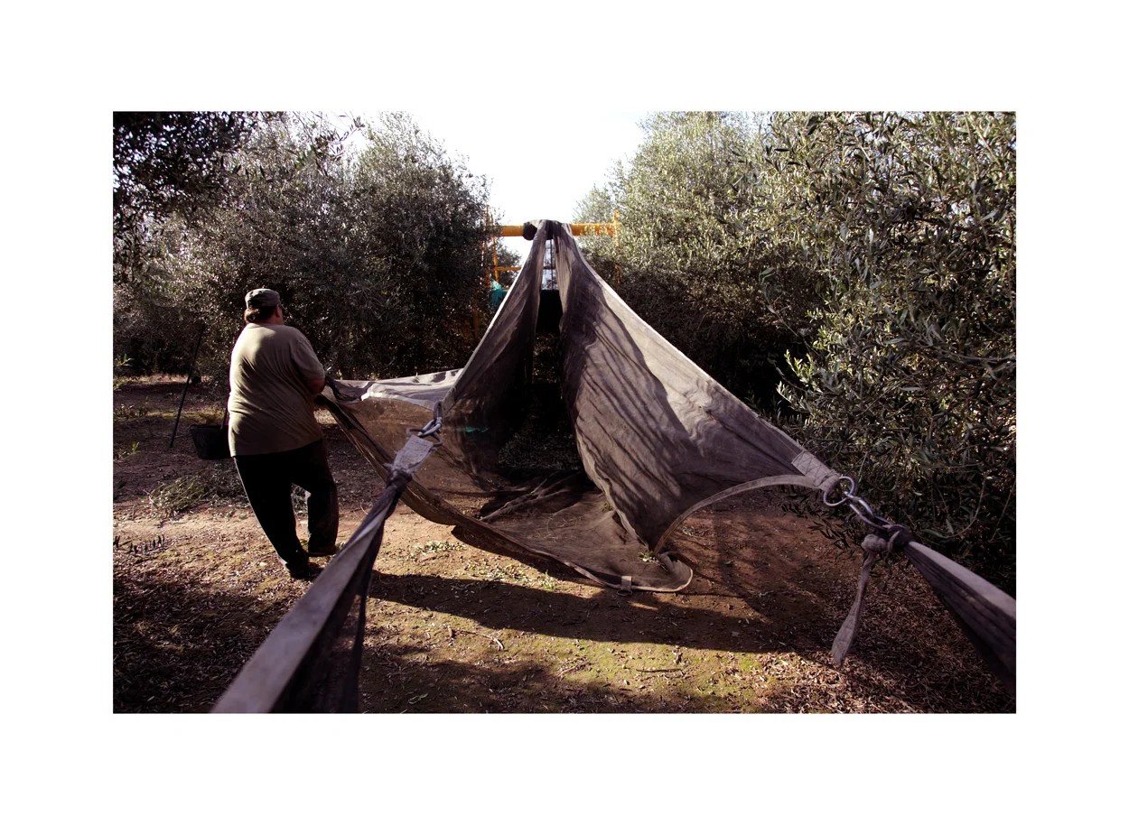 Early Harvest EVOO