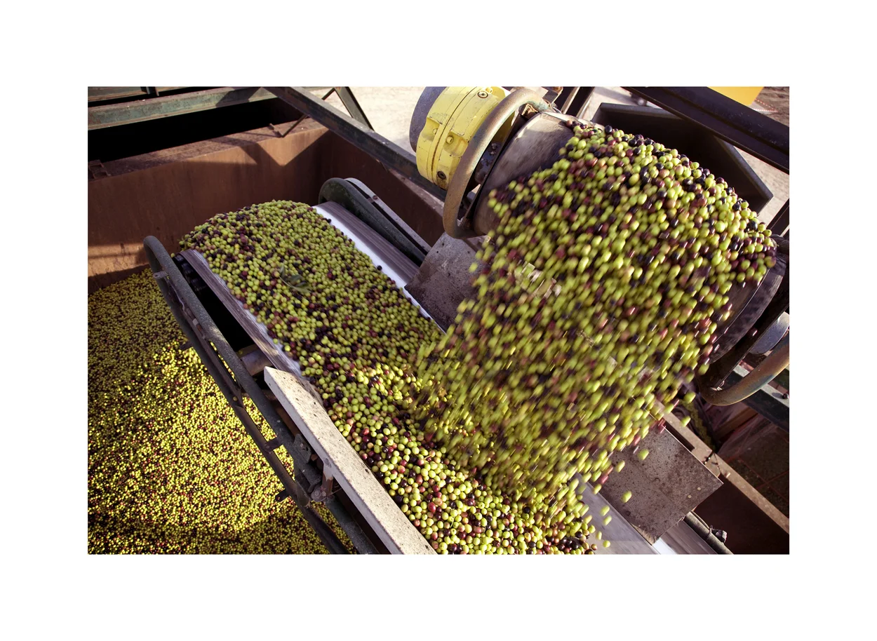 Healthy Olives