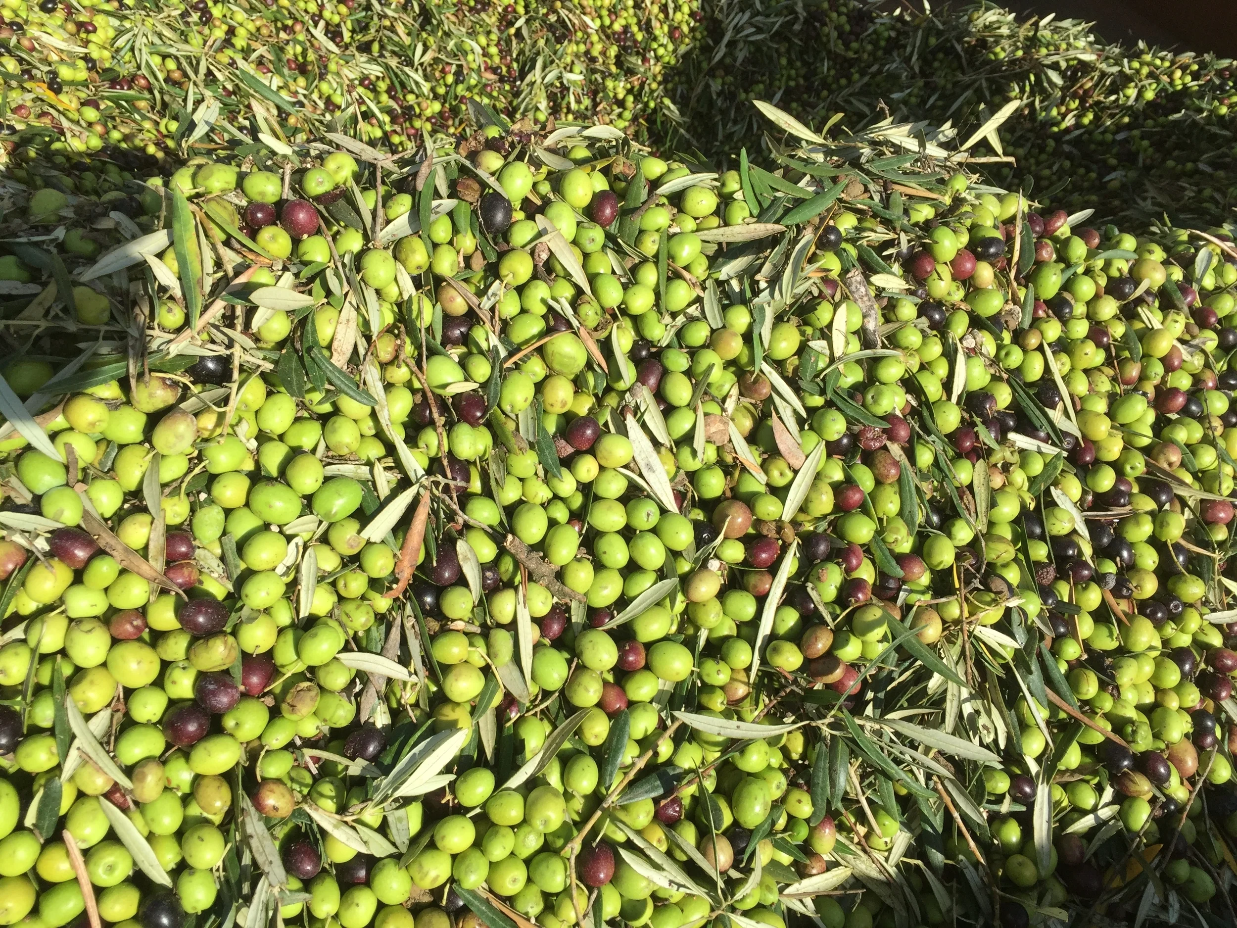 Organic Olives from Spain