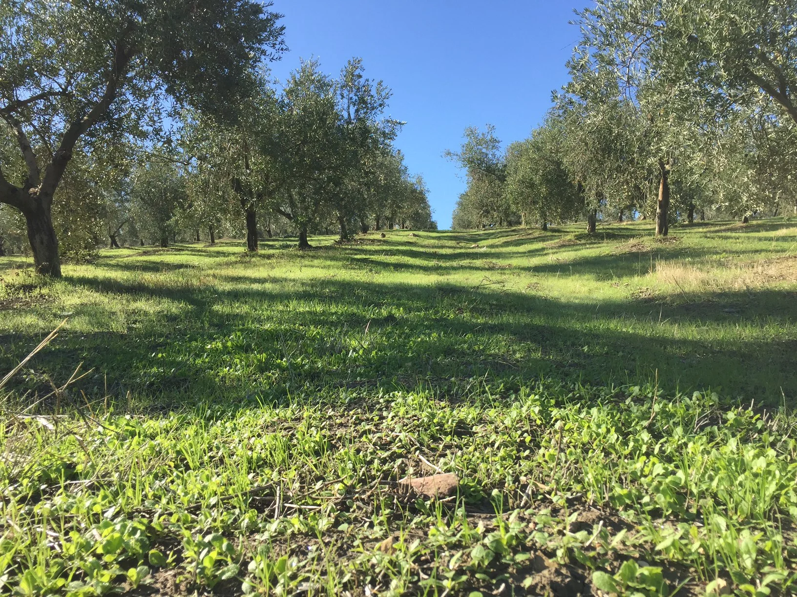 Organic Farming for Olives