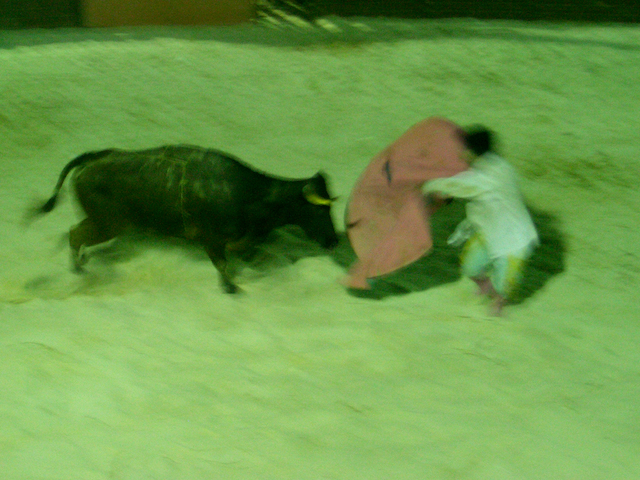 bull fight.png