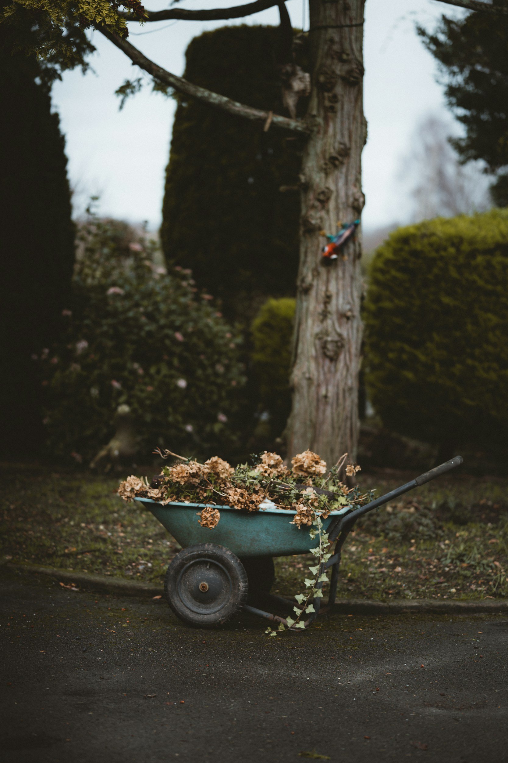 MY PRUNING SEASON-