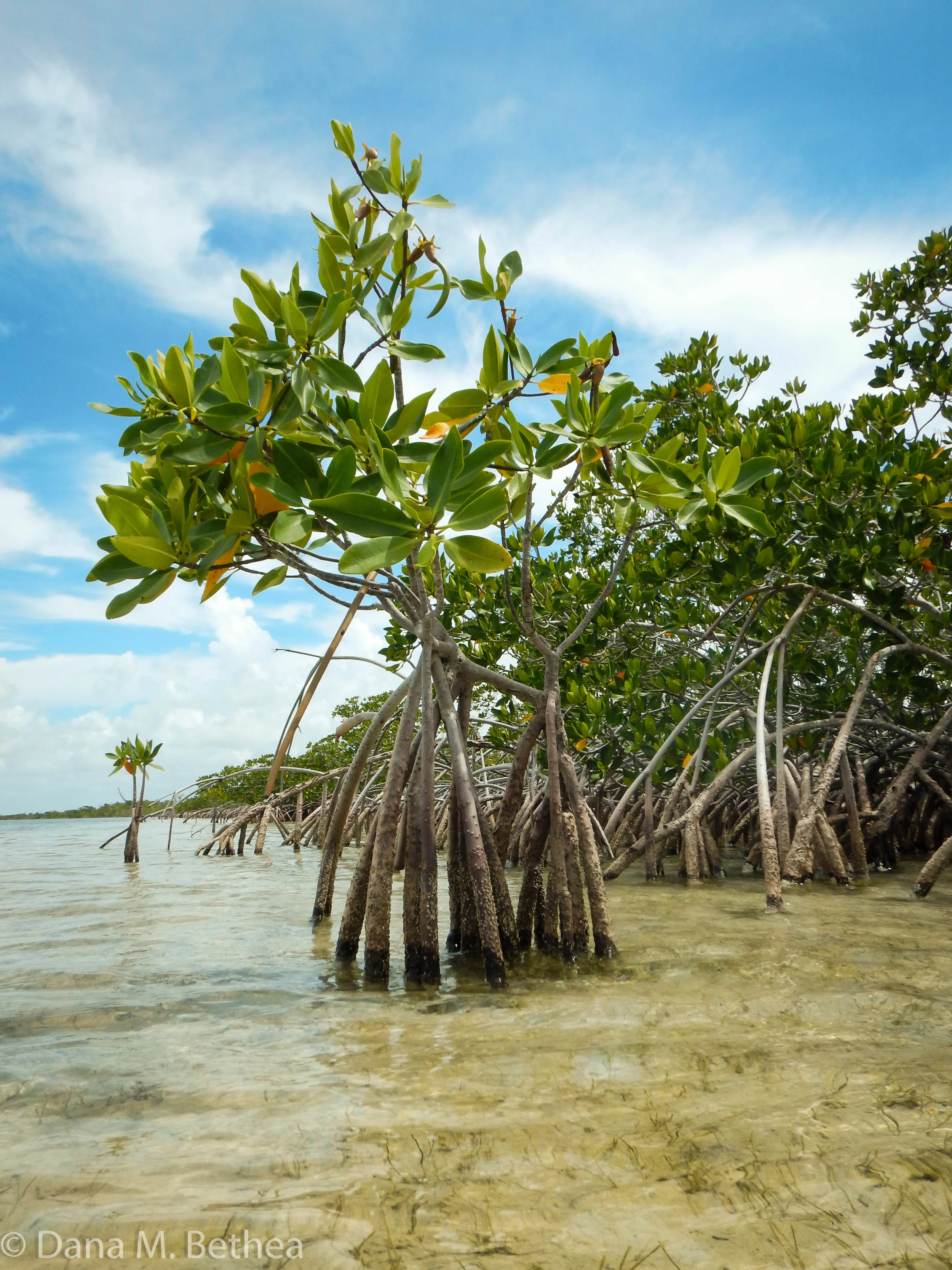 Mangroves Eagle Key_FLBAY.JPG