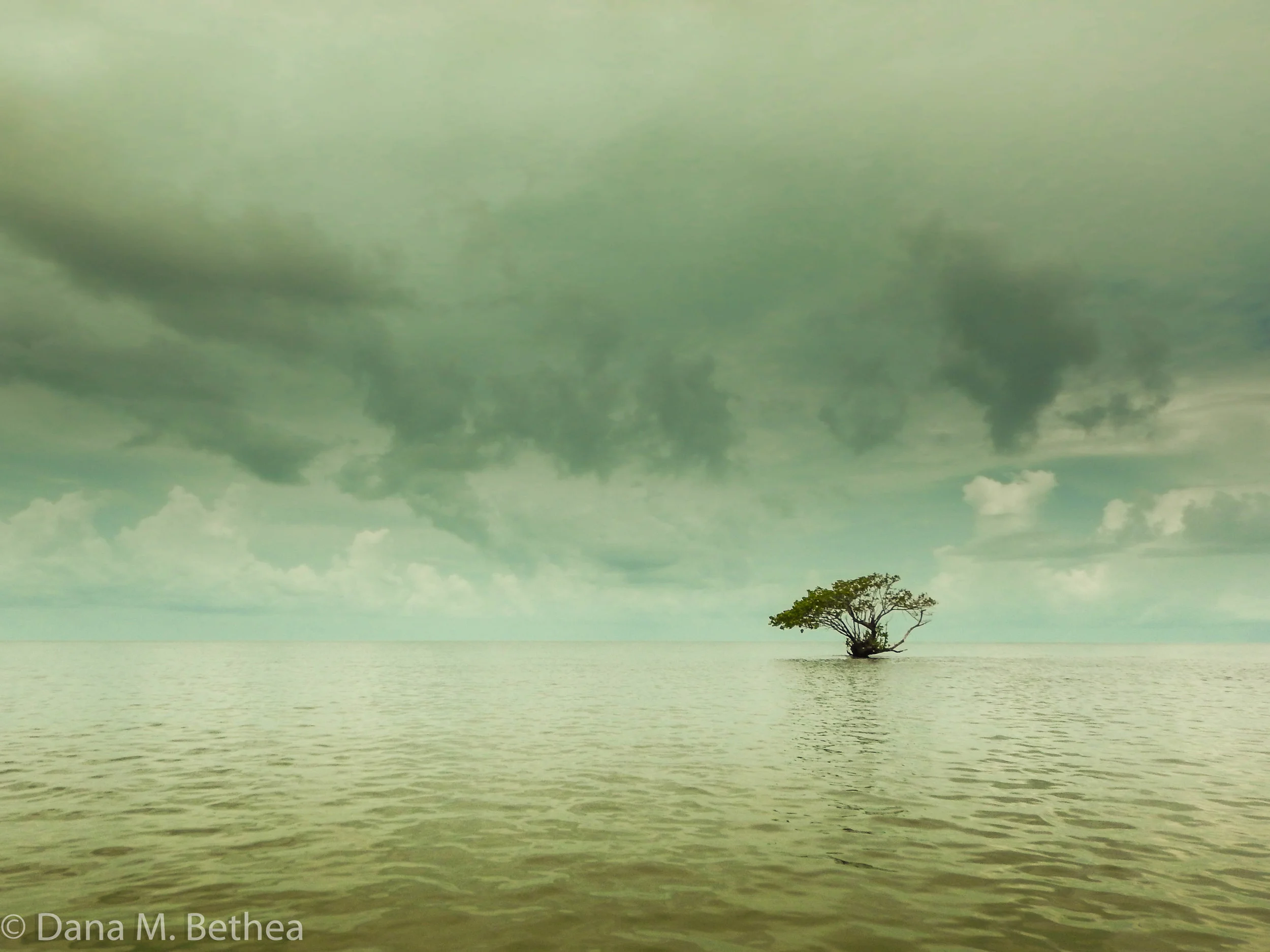 Lone Mangrove-2.JPG