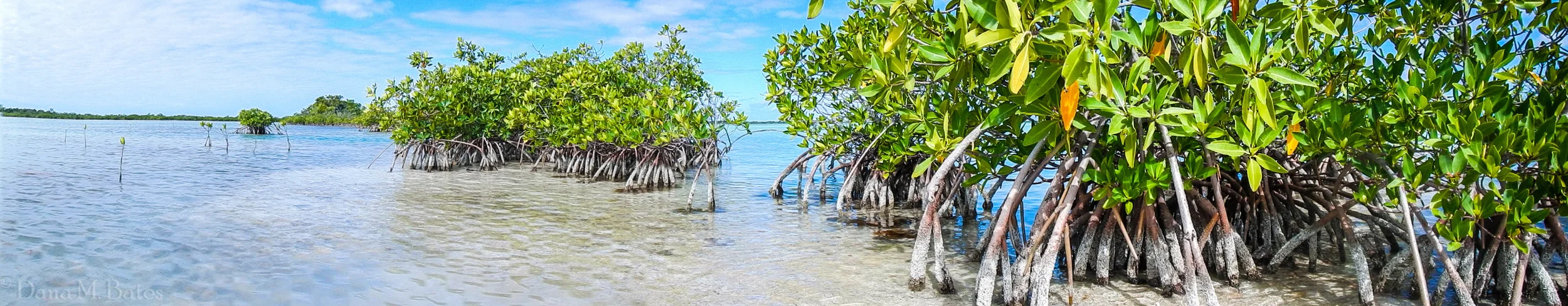 Week08_Mangove Panarama.JPG