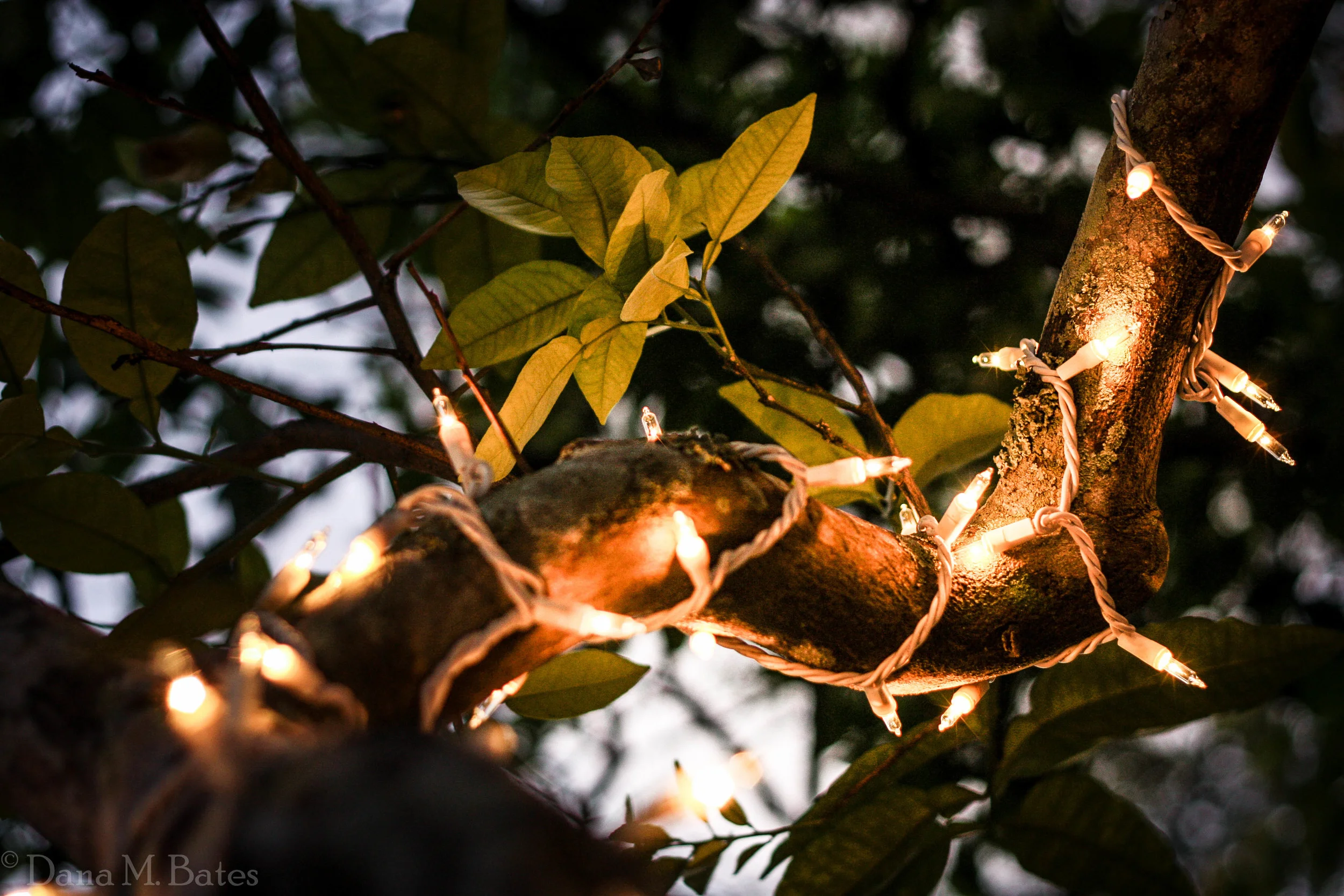 Week14_Zoomed Landscape.JPG