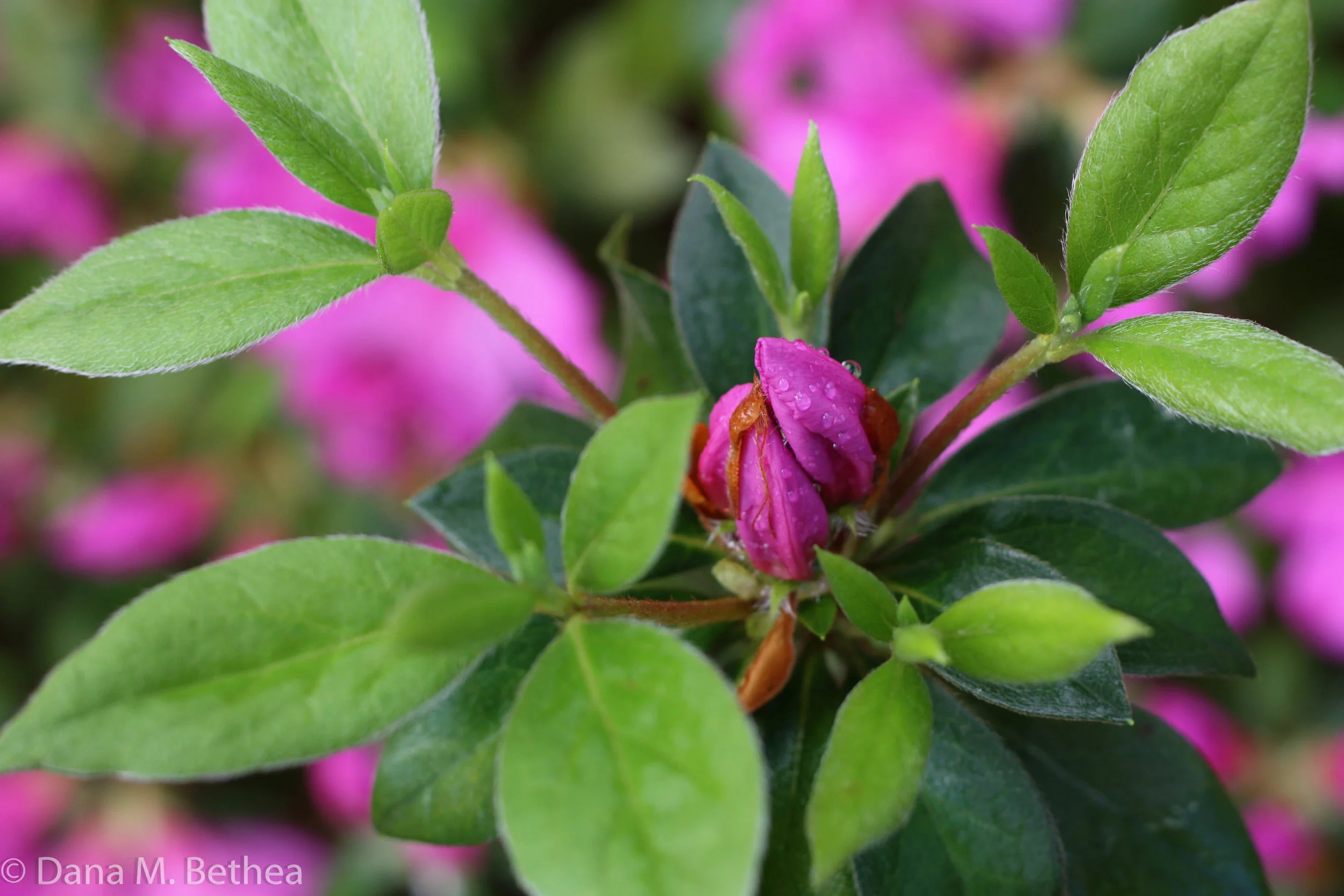 Azalea+Potential Watermark.JPG