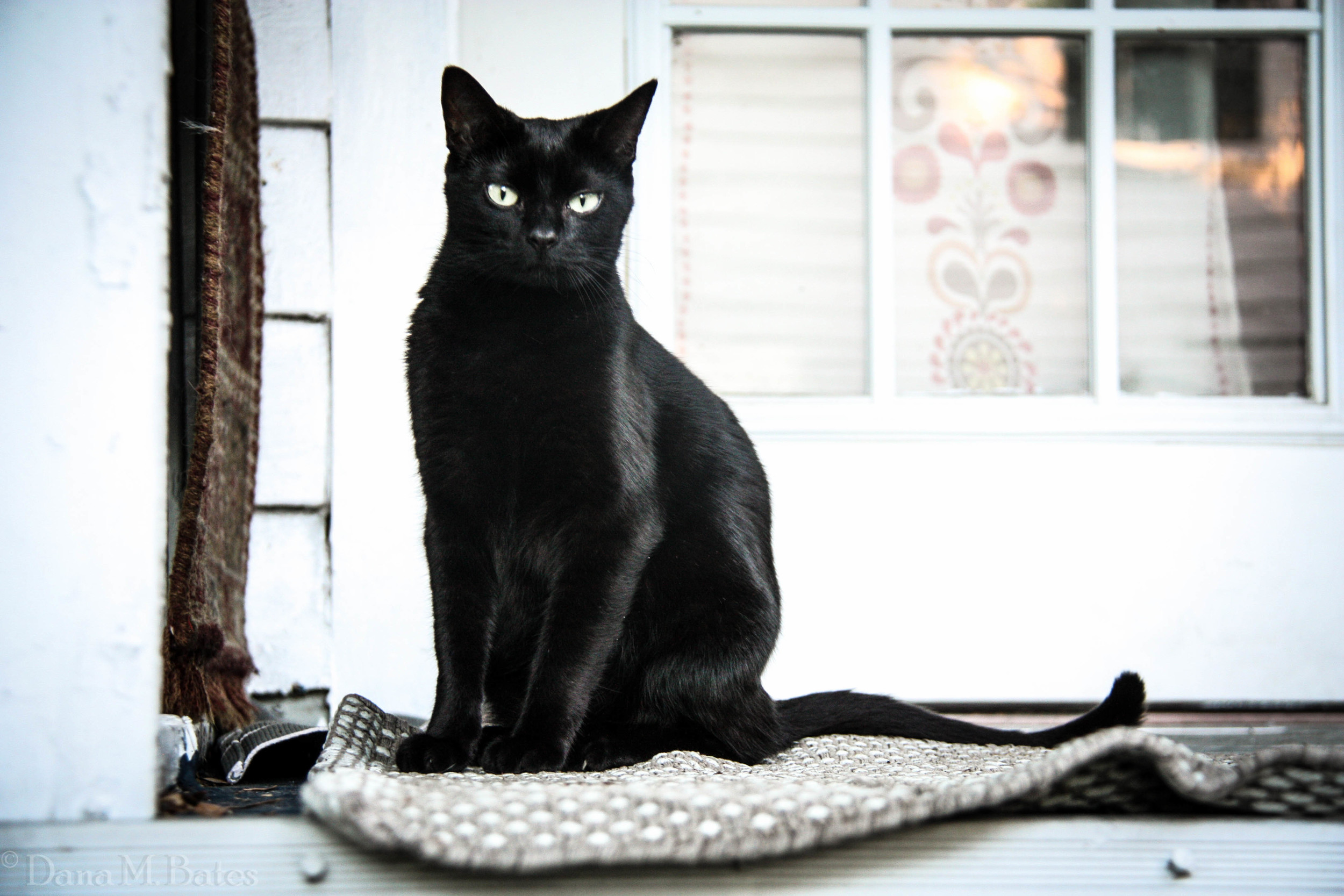 Week21_Fantasy Black Cat.JPG