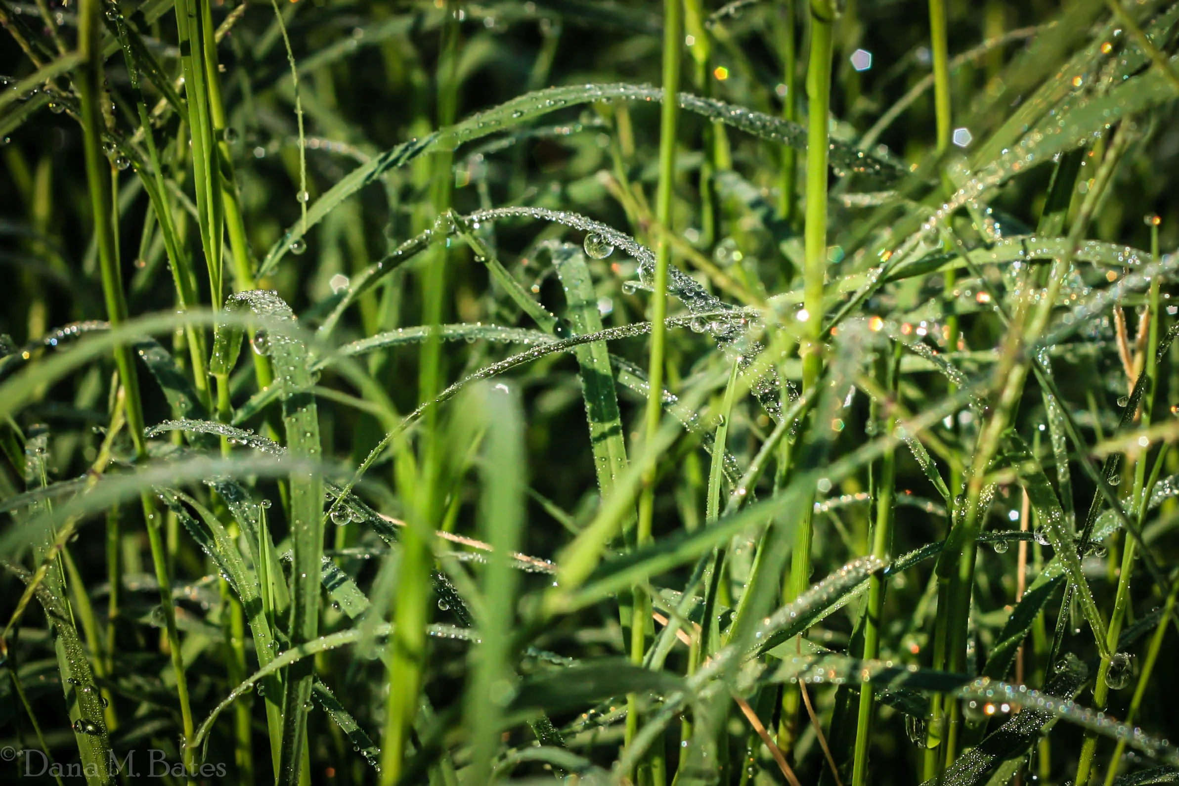 Week24_Artistic Sparkle_Dew.JPG