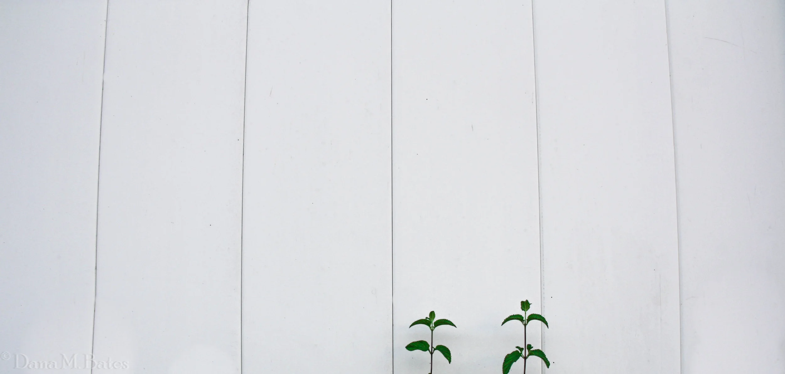 Week26_Landscape Simplify_White Fence.JPG