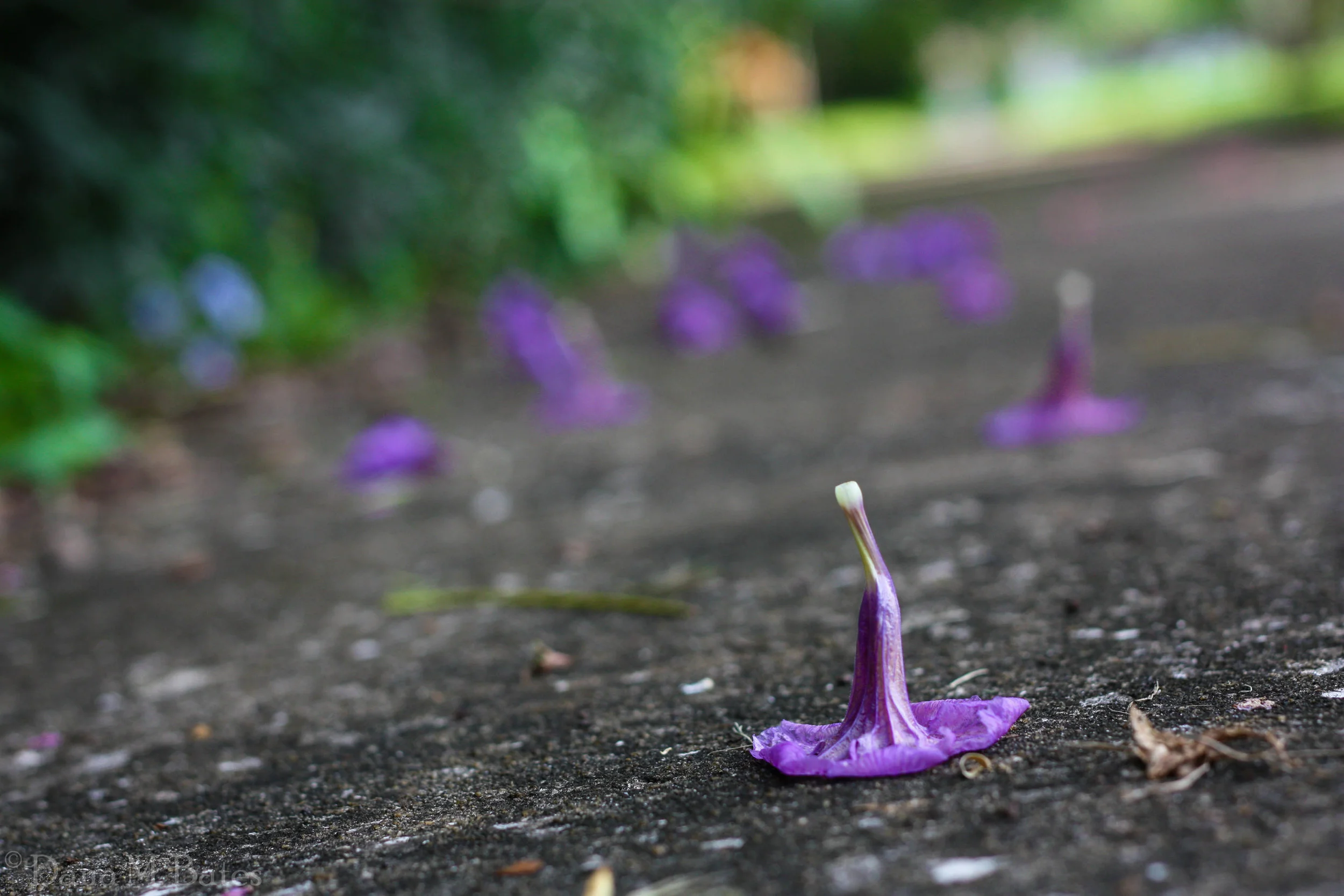 Week35_Landscape Nature Up Close_Walk.JPG