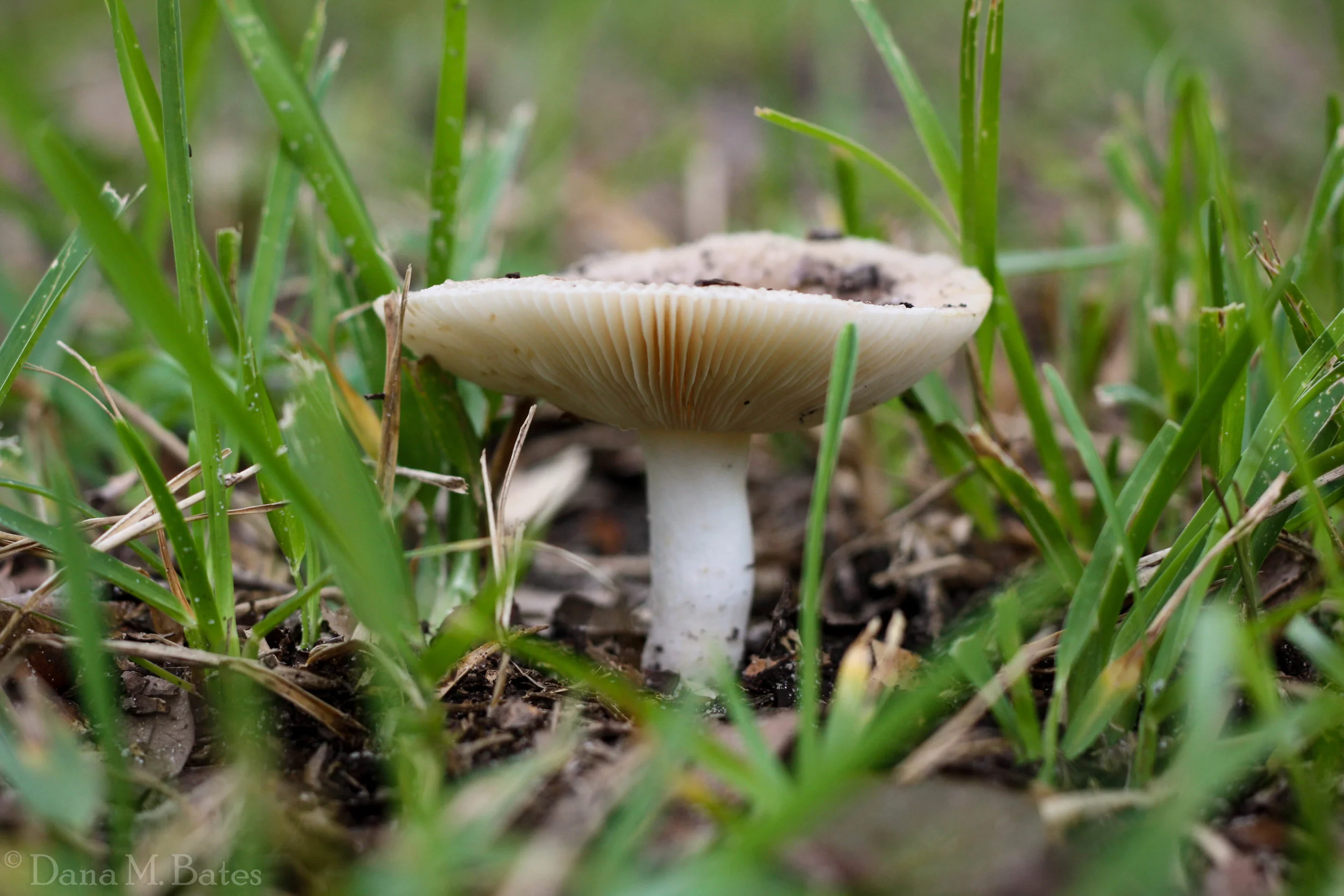 Week38Alt_Mushroom.JPG